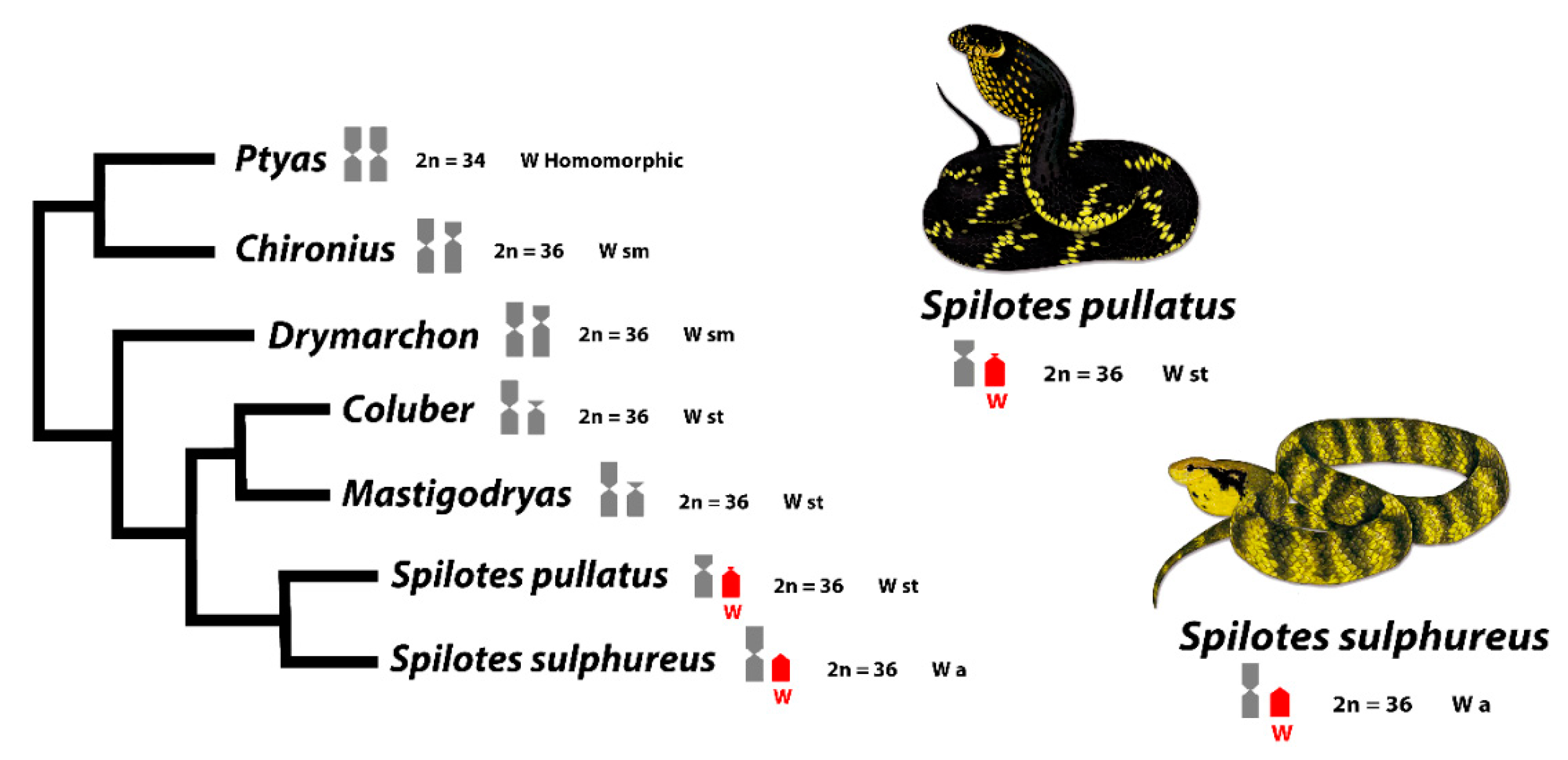 Evolutionary Insights of the ZW Sex Chromosomes in Snakes: A New ...
