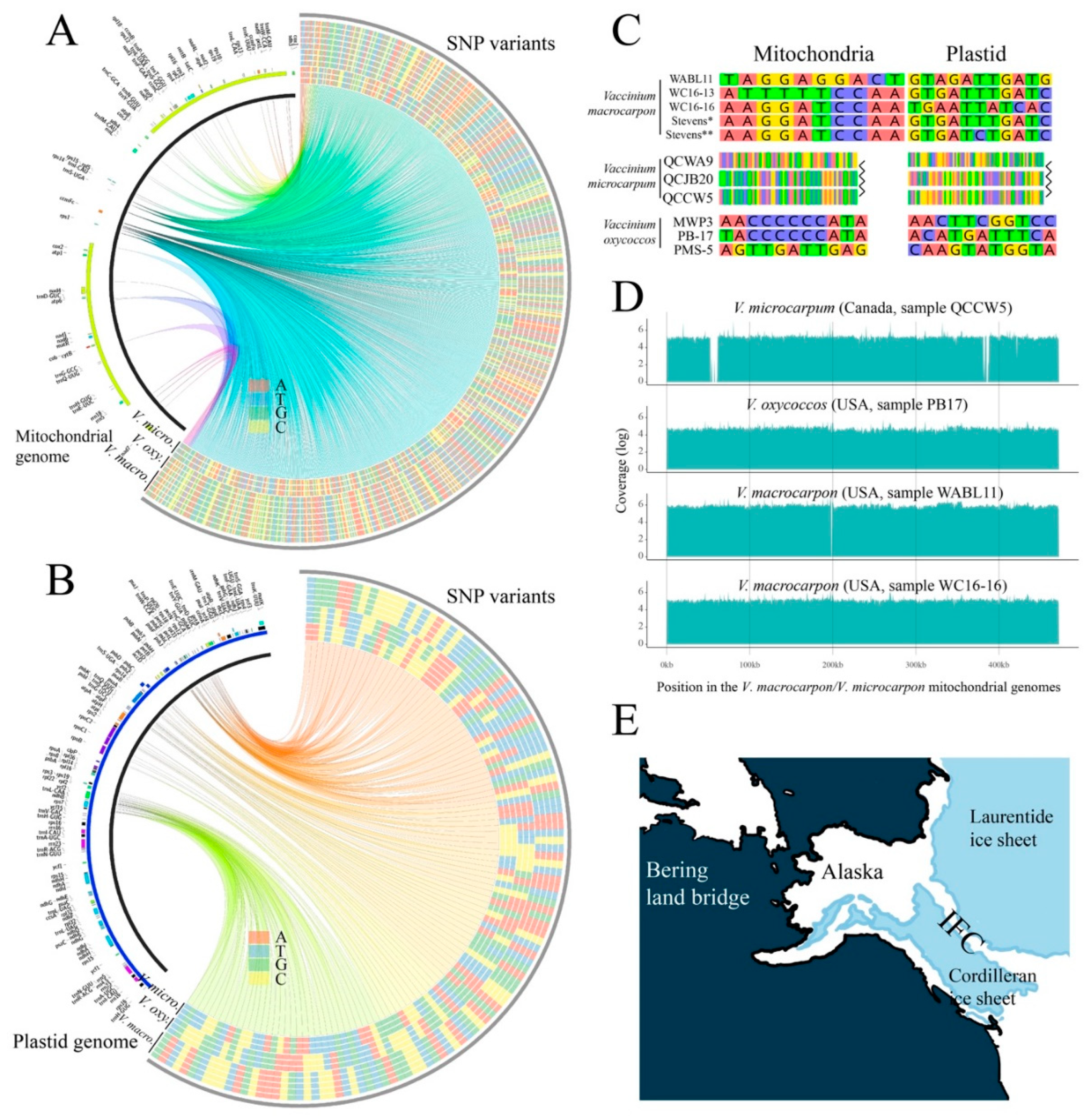 Genes 10 00291 g004