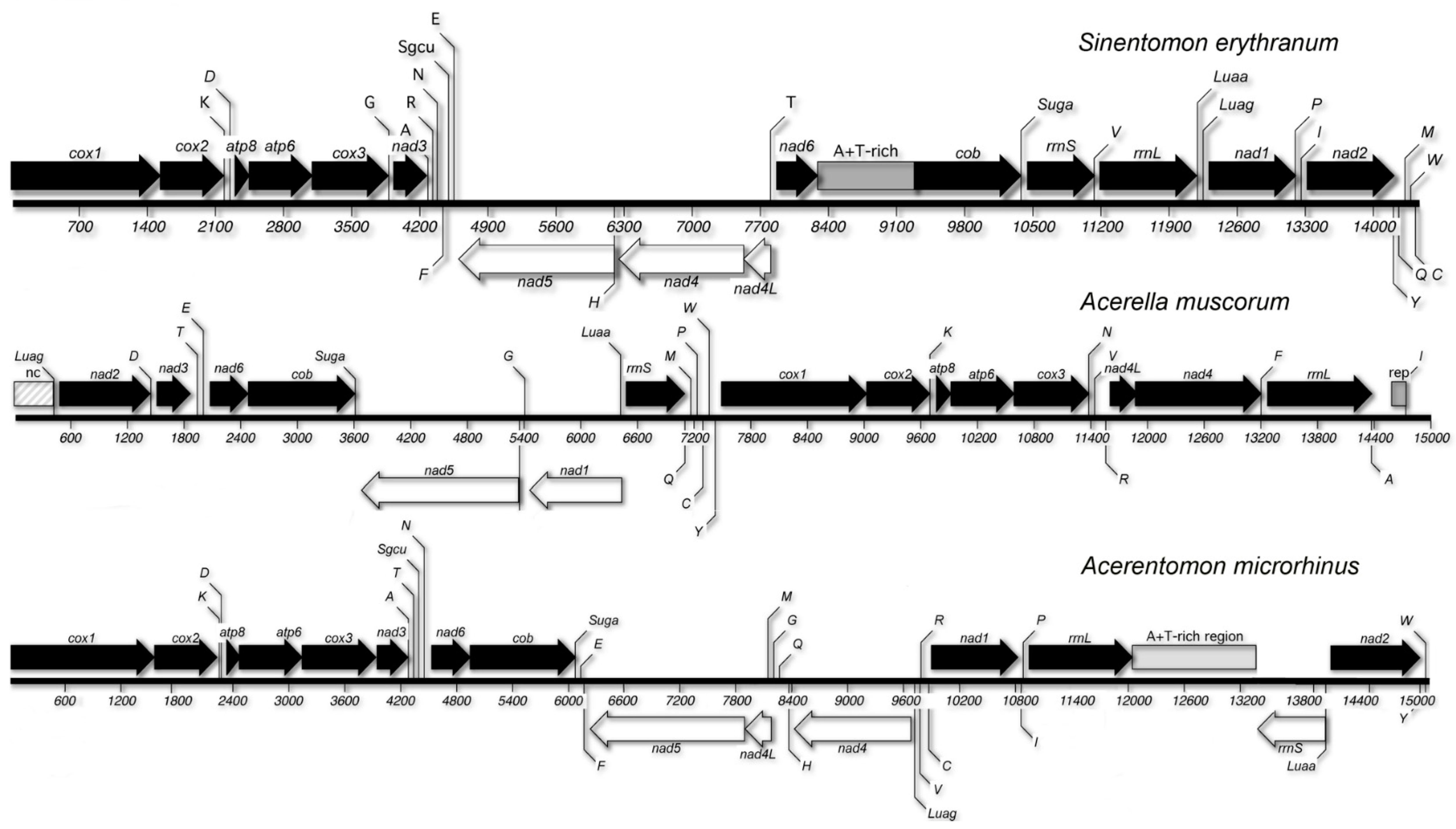 Genes 10 00292 g002