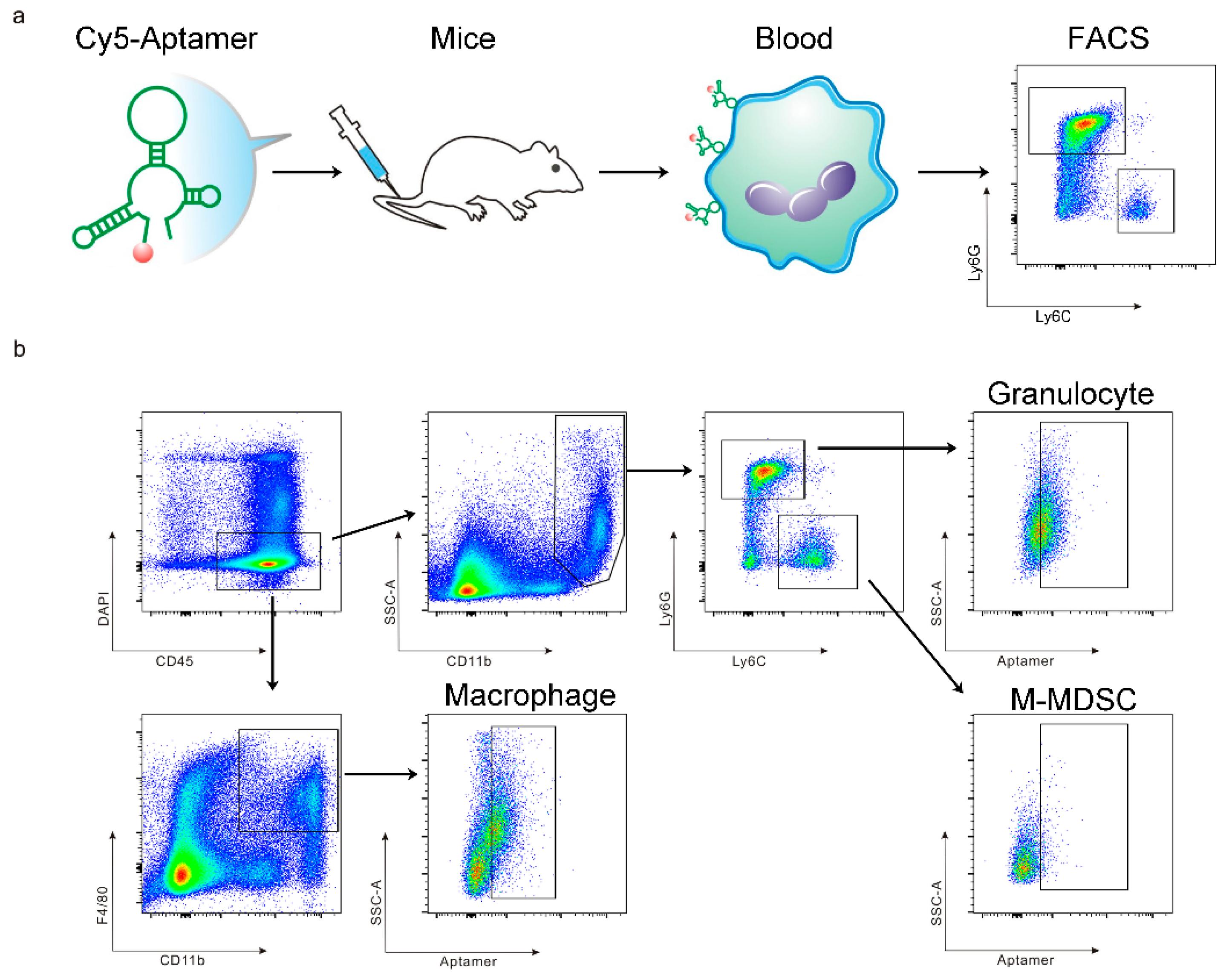 Genes 10 00297 g001