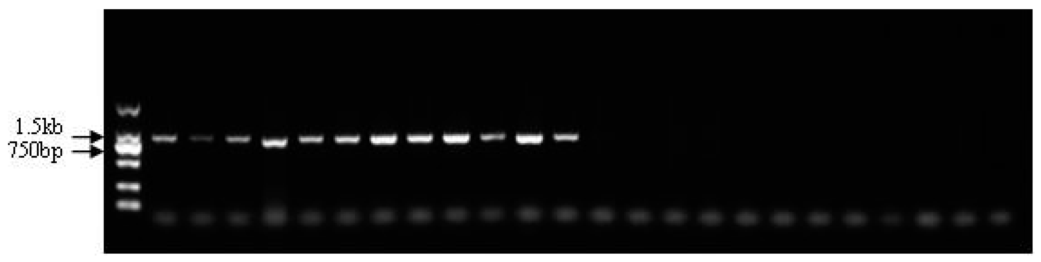 Genes 10 00302 g004