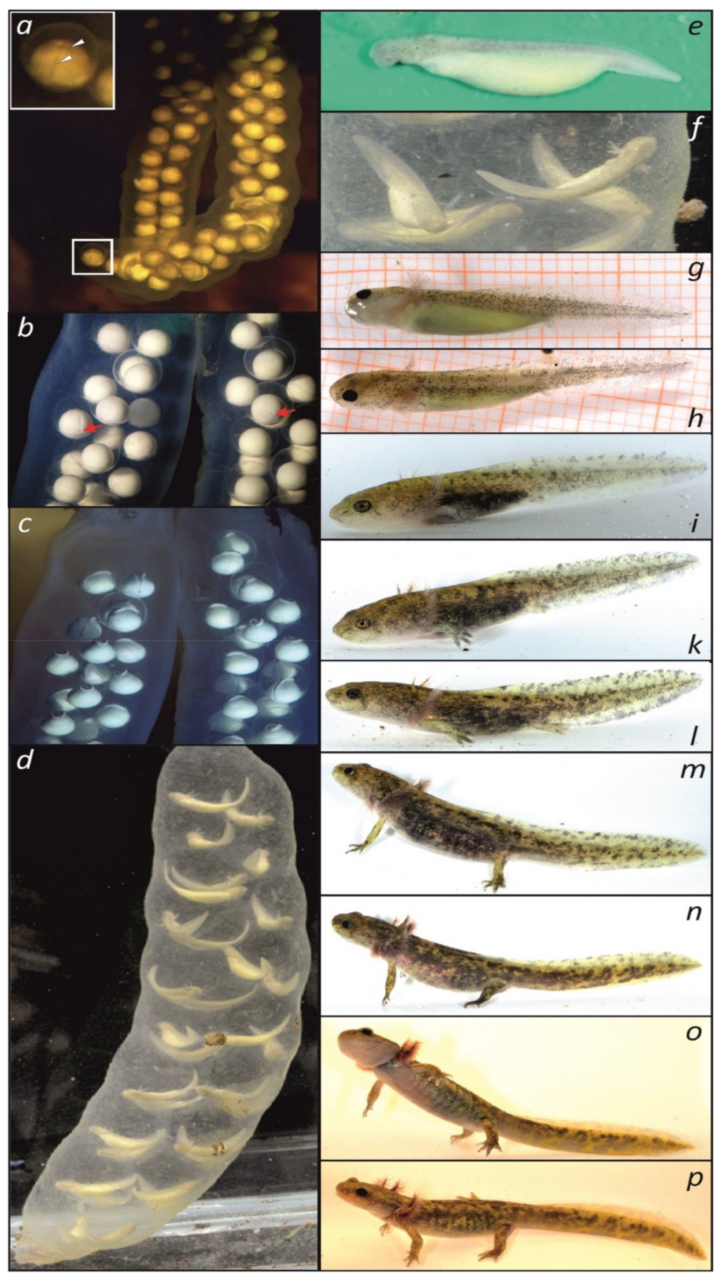 Genes 10 00306 g003