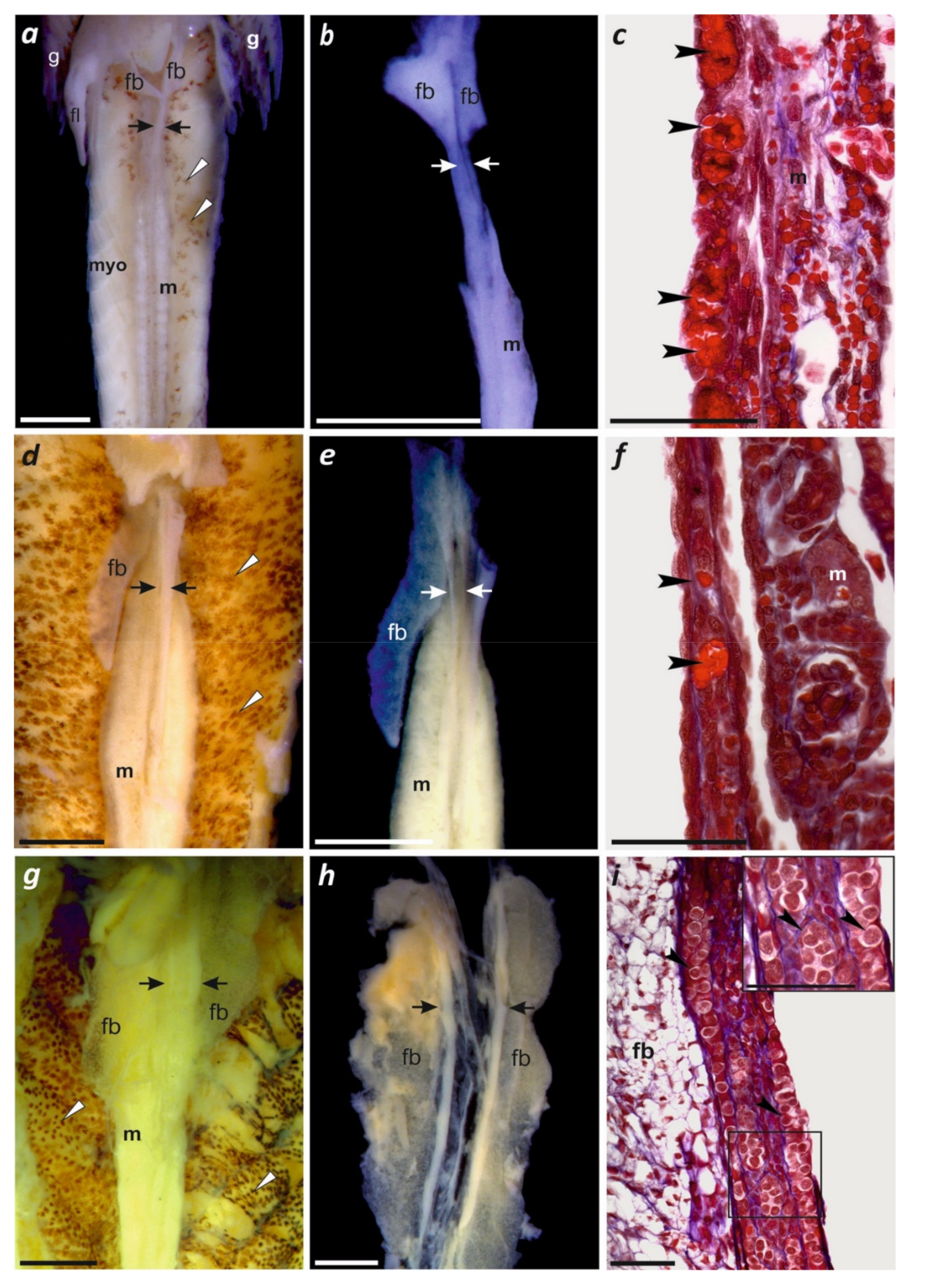 Genes 10 00306 g004