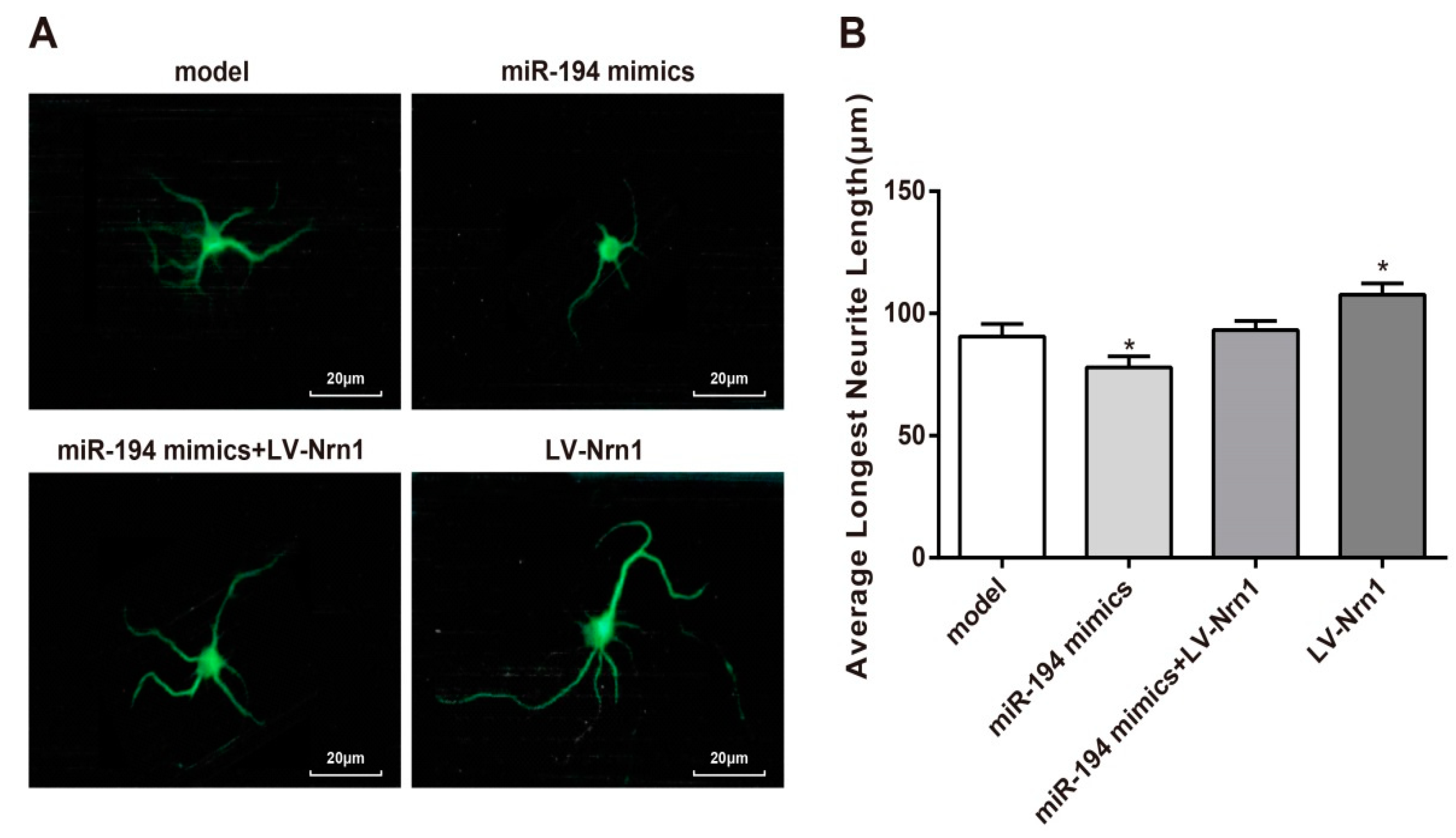 Genes 10 00313 g007