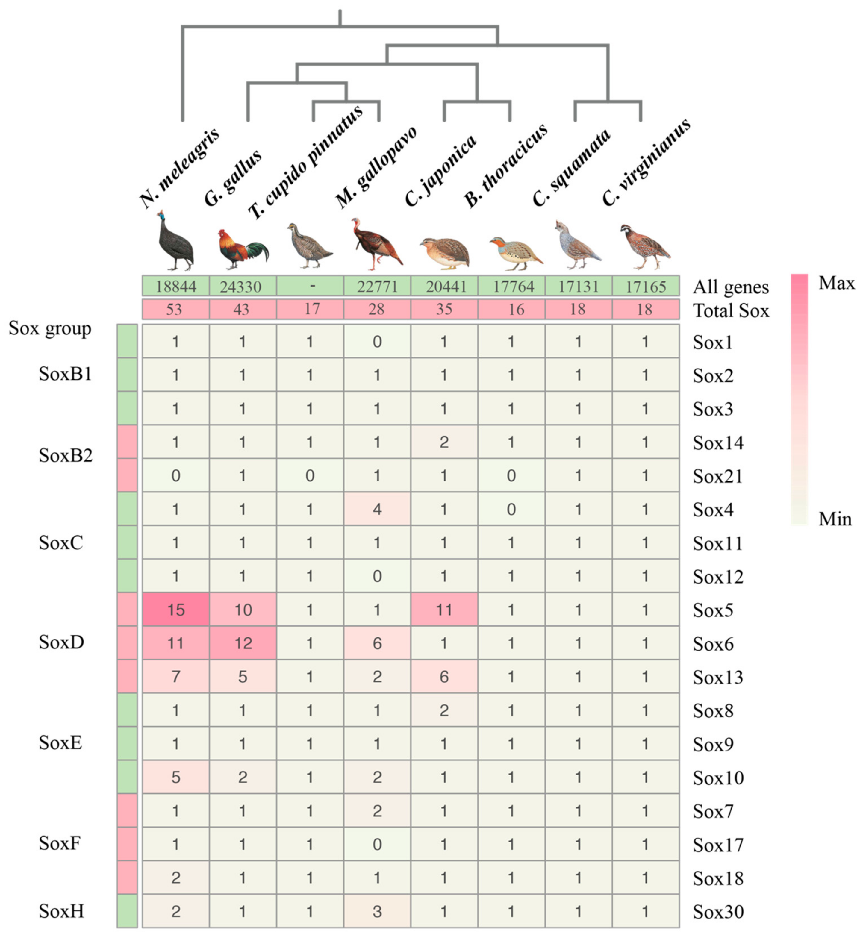 Genes 10 00314 g001