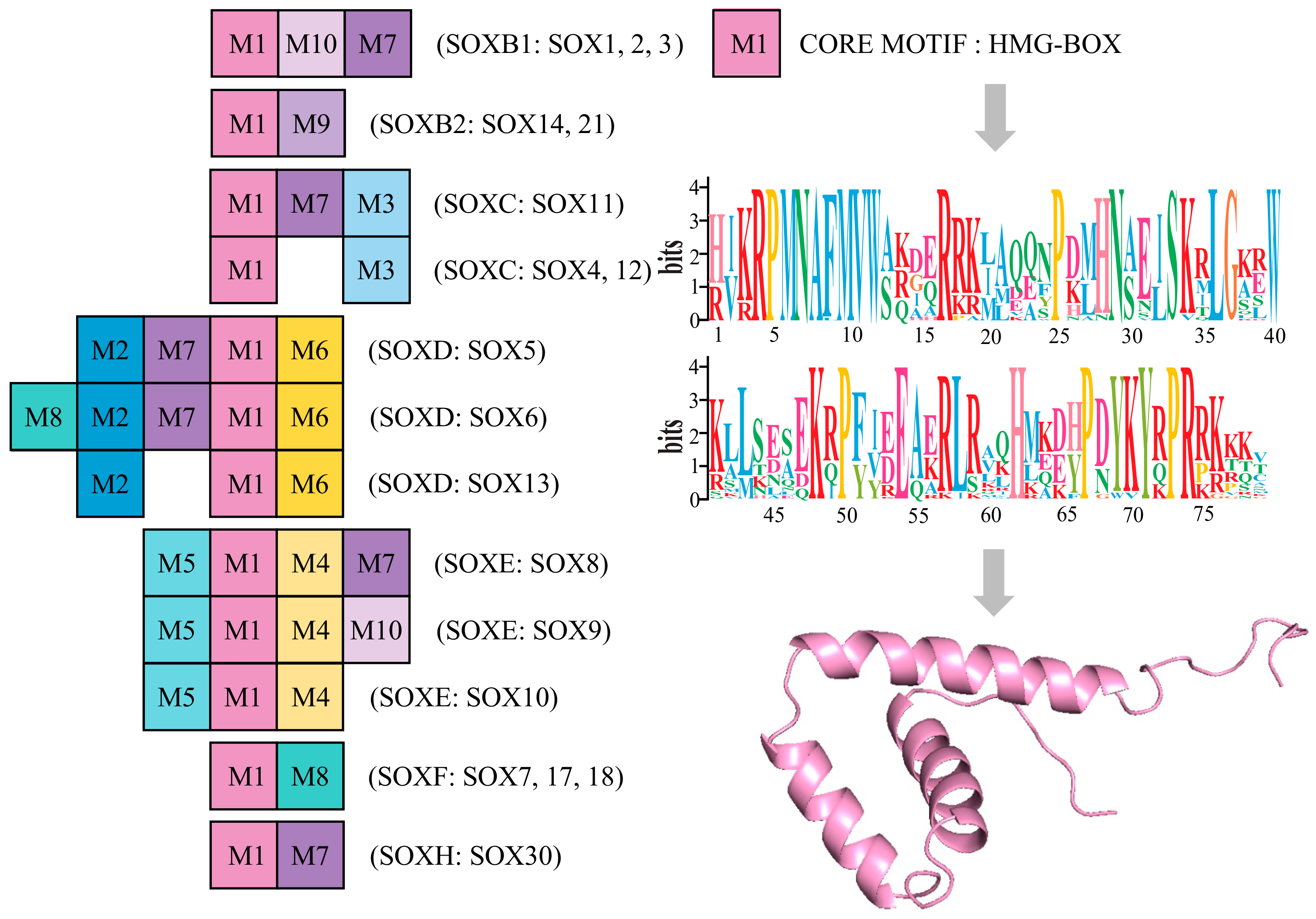 Genes 10 00314 g004