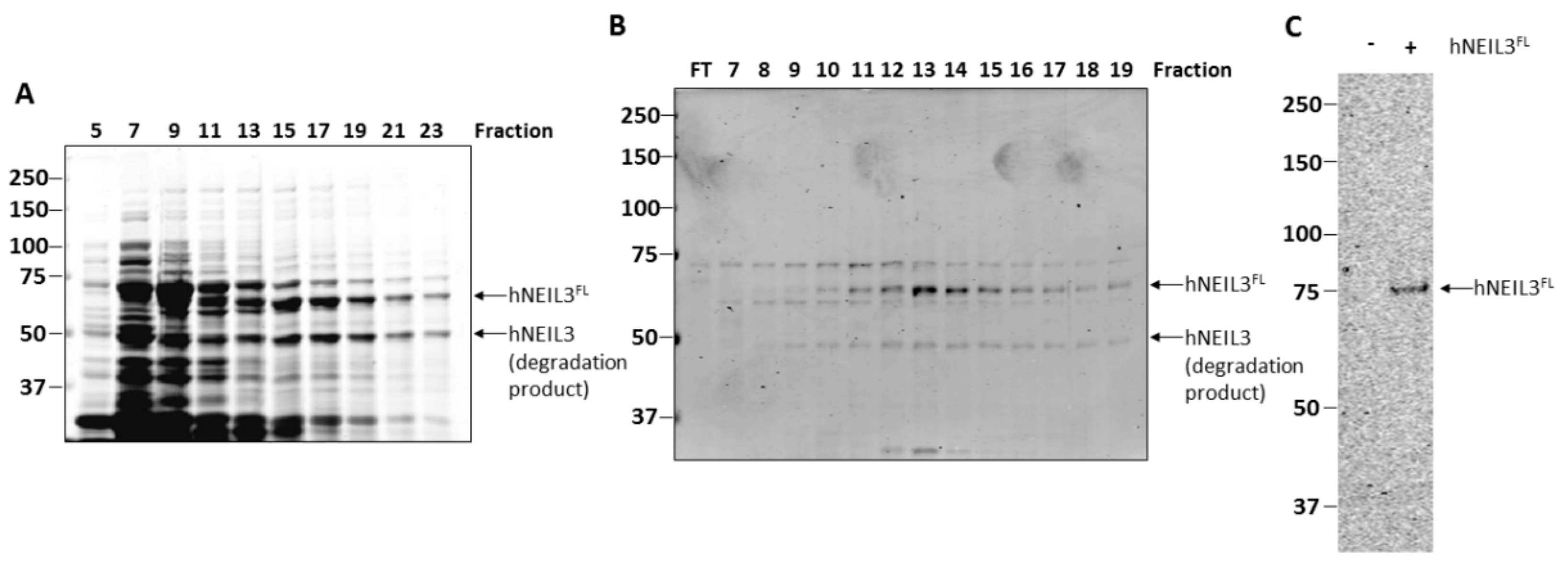 Genes 10 00315 g002