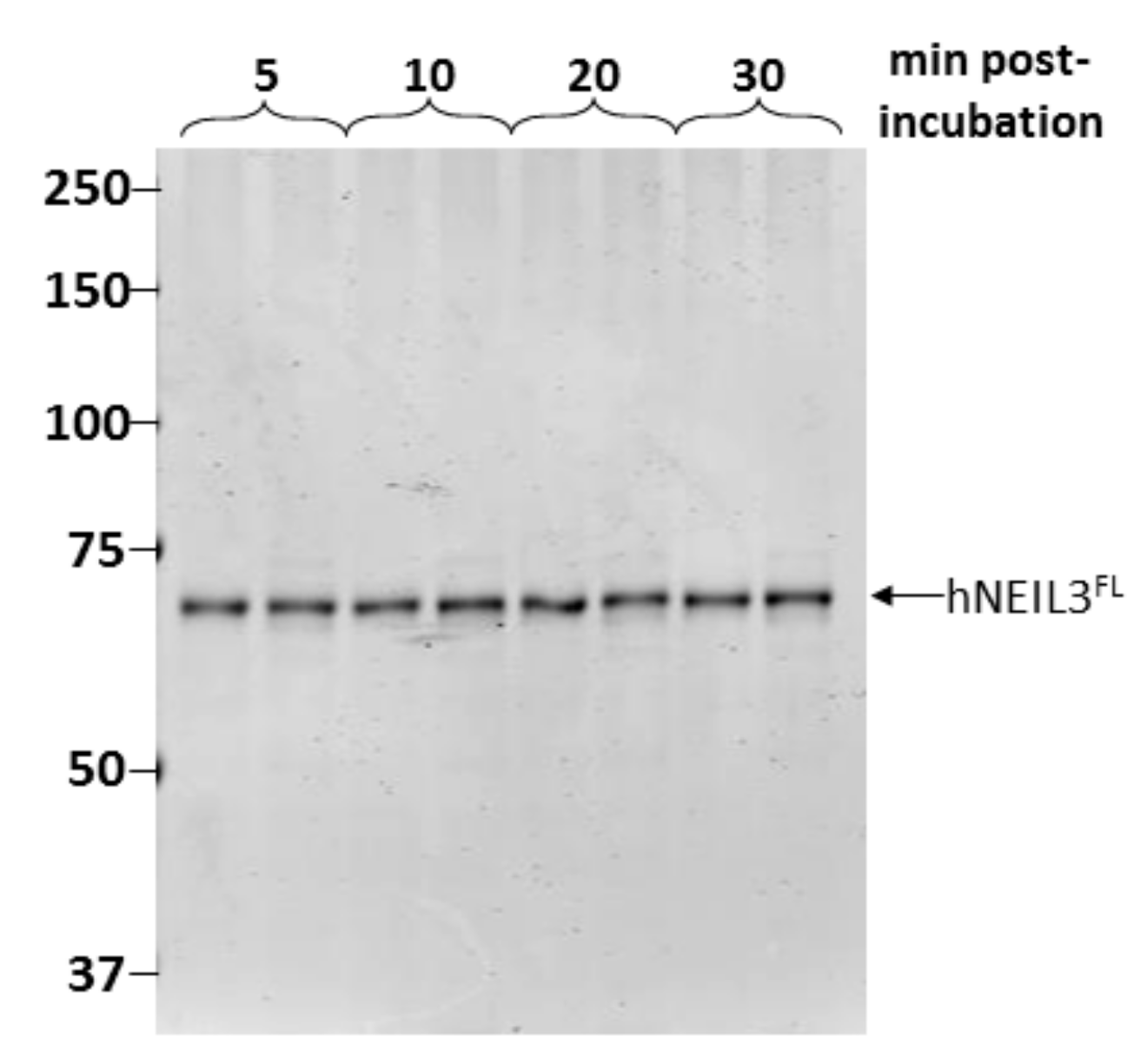 Genes 10 00315 g003