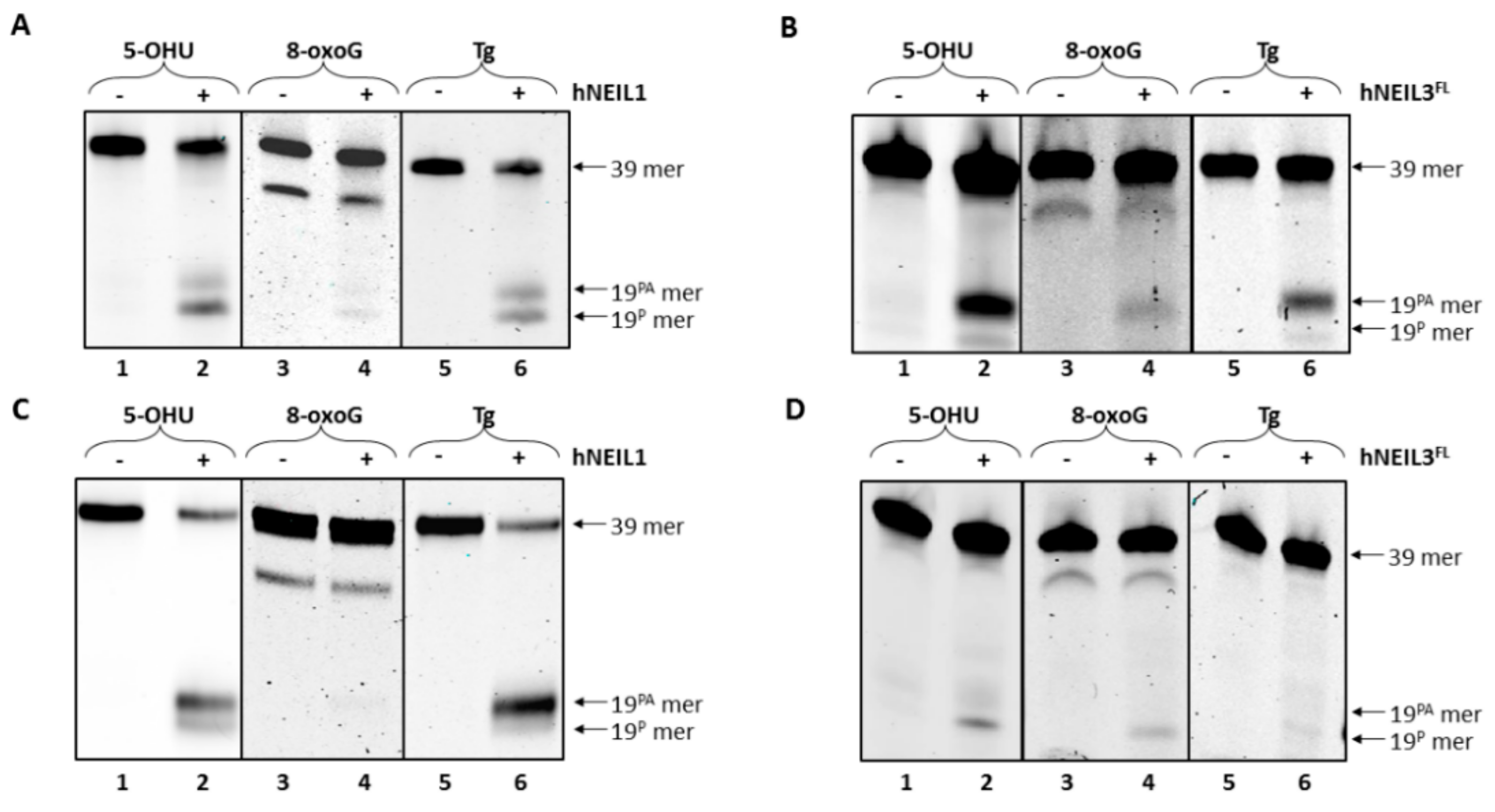 Genes 10 00315 g004
