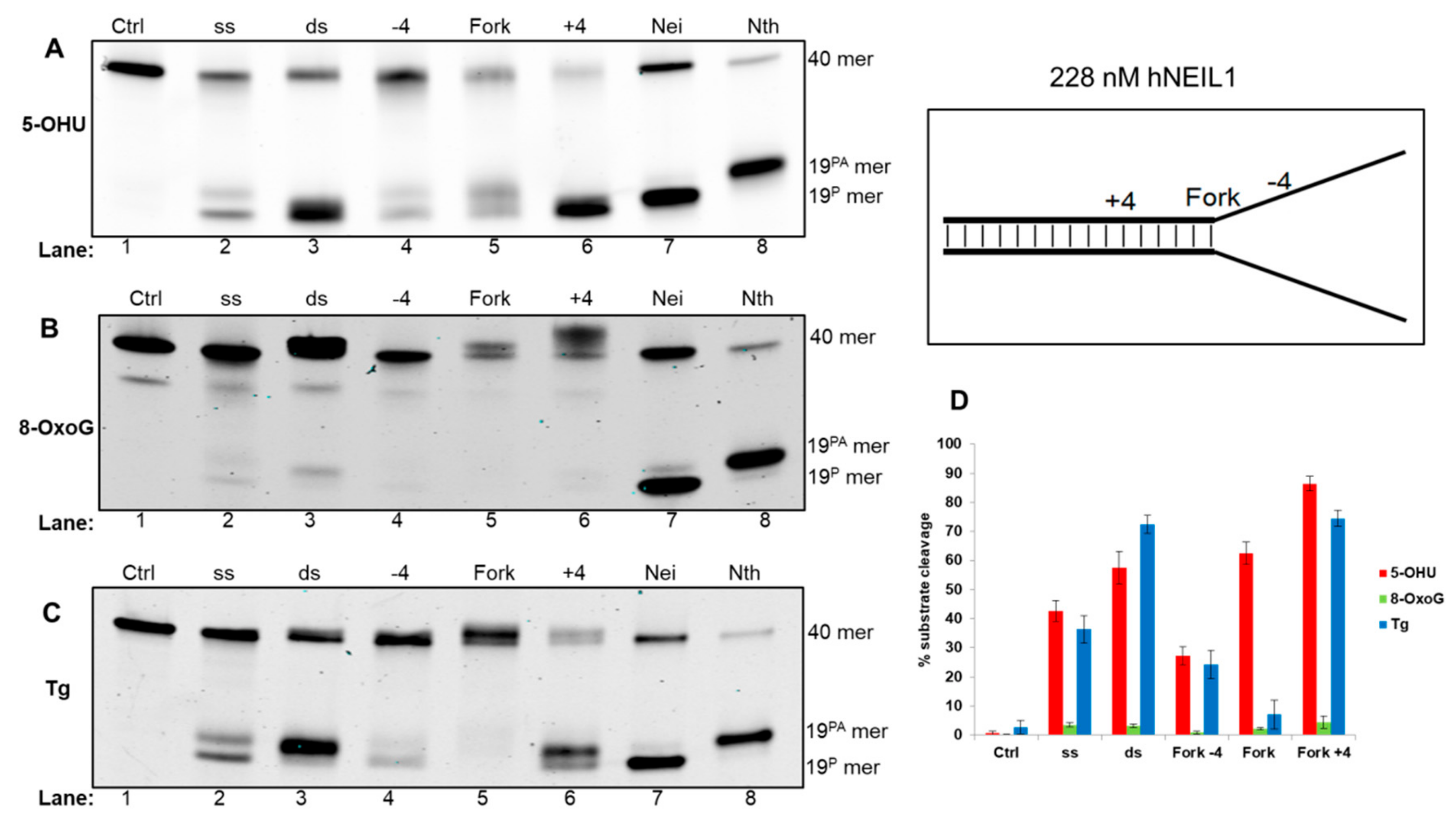 Genes 10 00315 g005