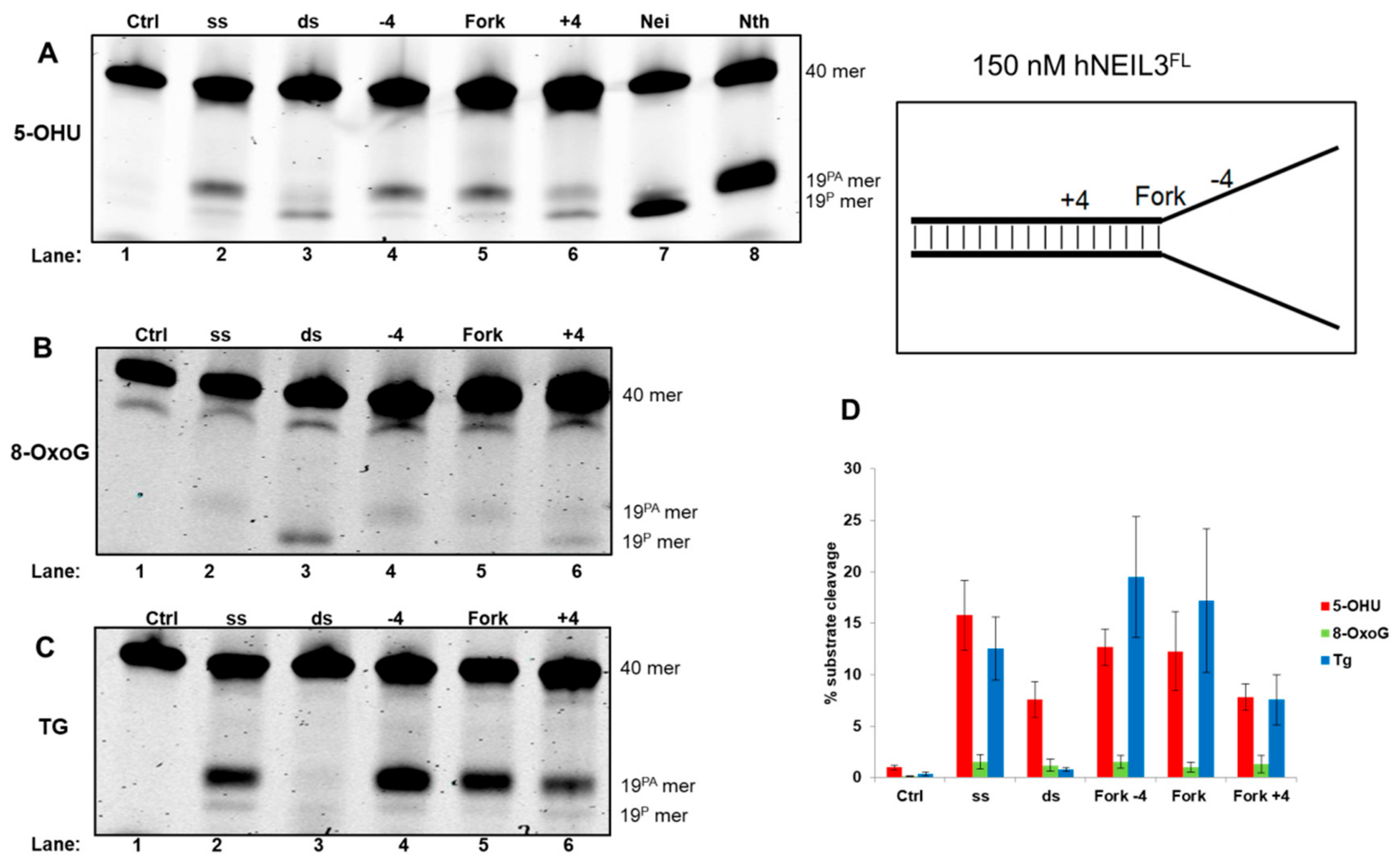 Genes 10 00315 g006