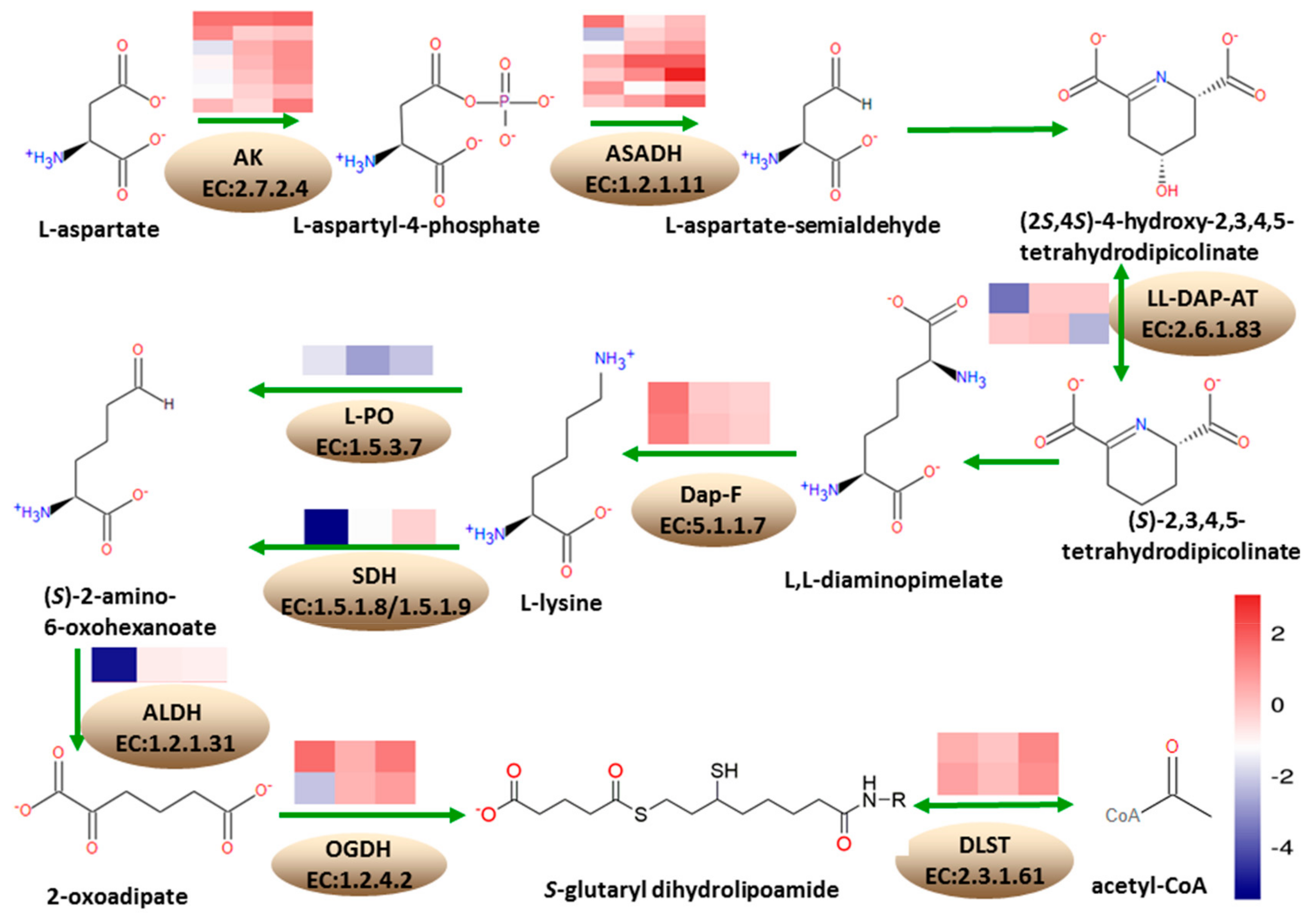 Genes 10 00316 g006