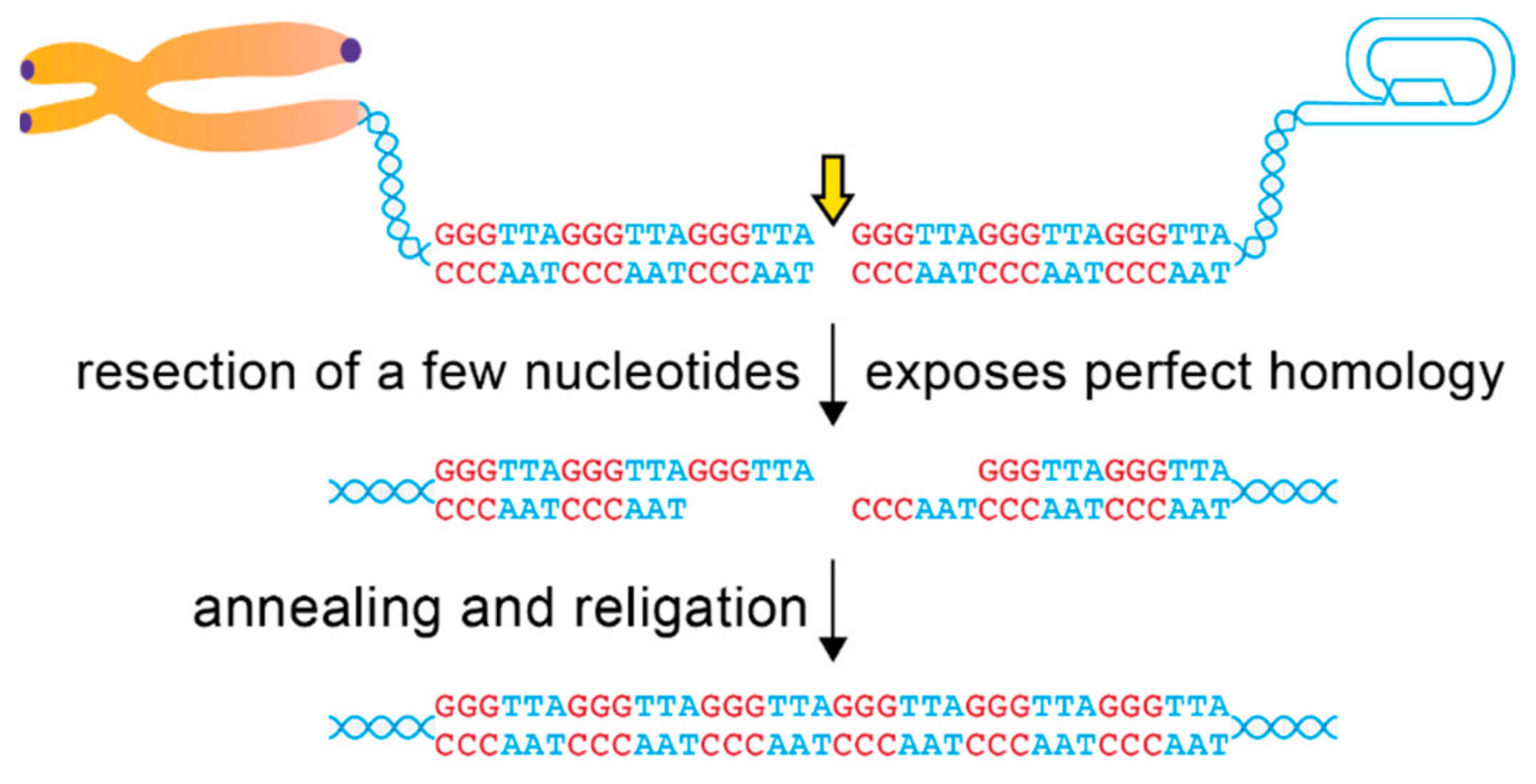 Genes 10 00318 g003 Genes 10 00318 g003
