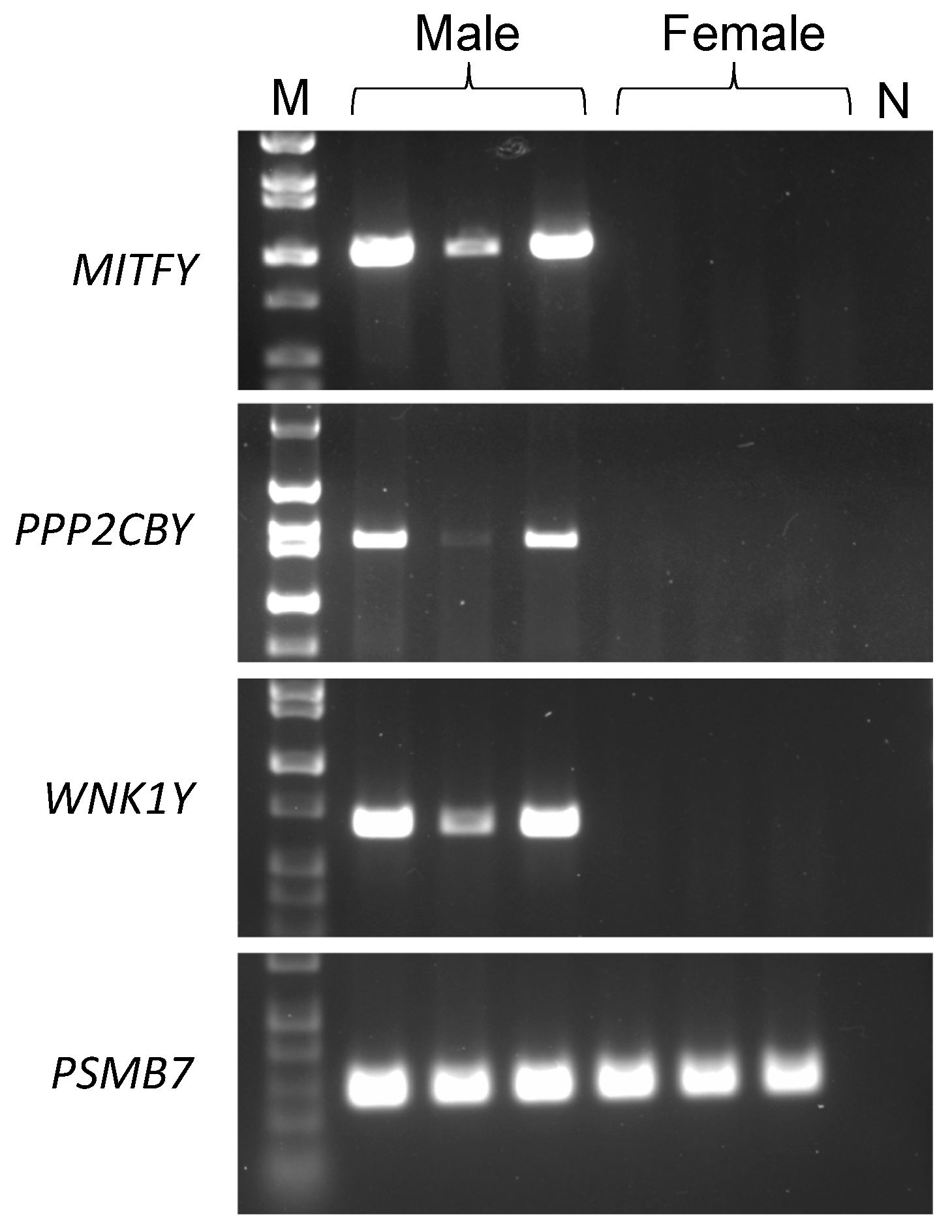 Genes 10 00320 g003 Genes 10 00320 g003
