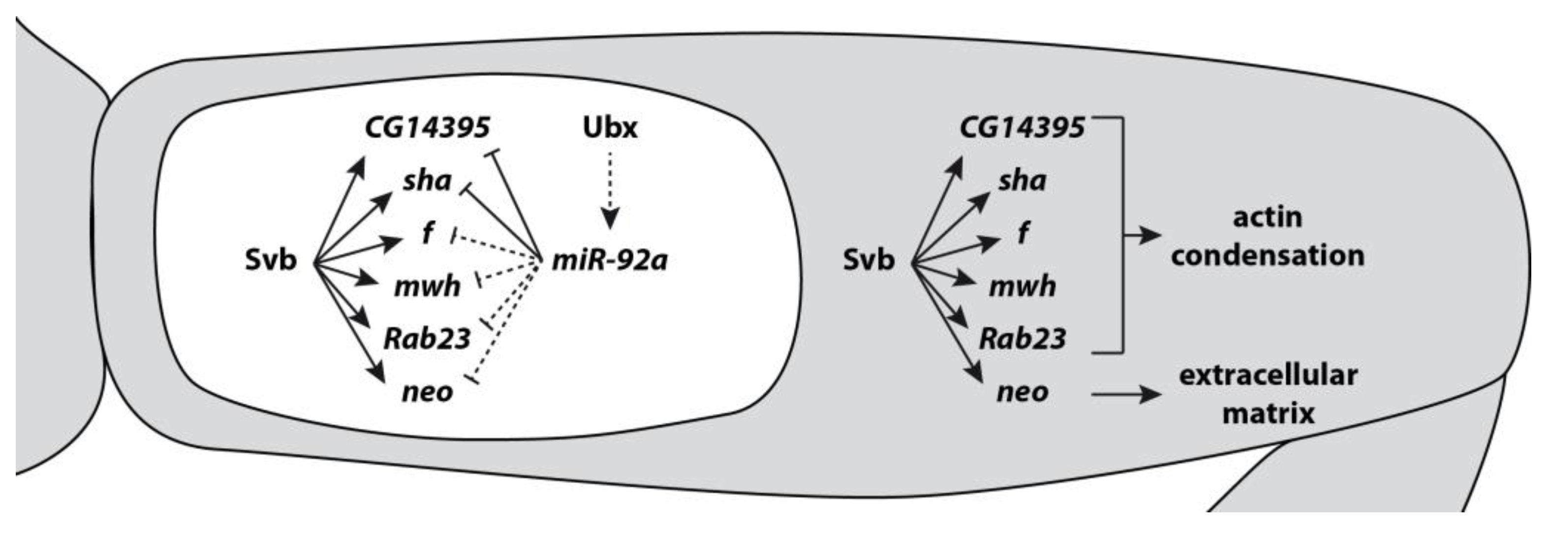 Genes 10 00321 g002