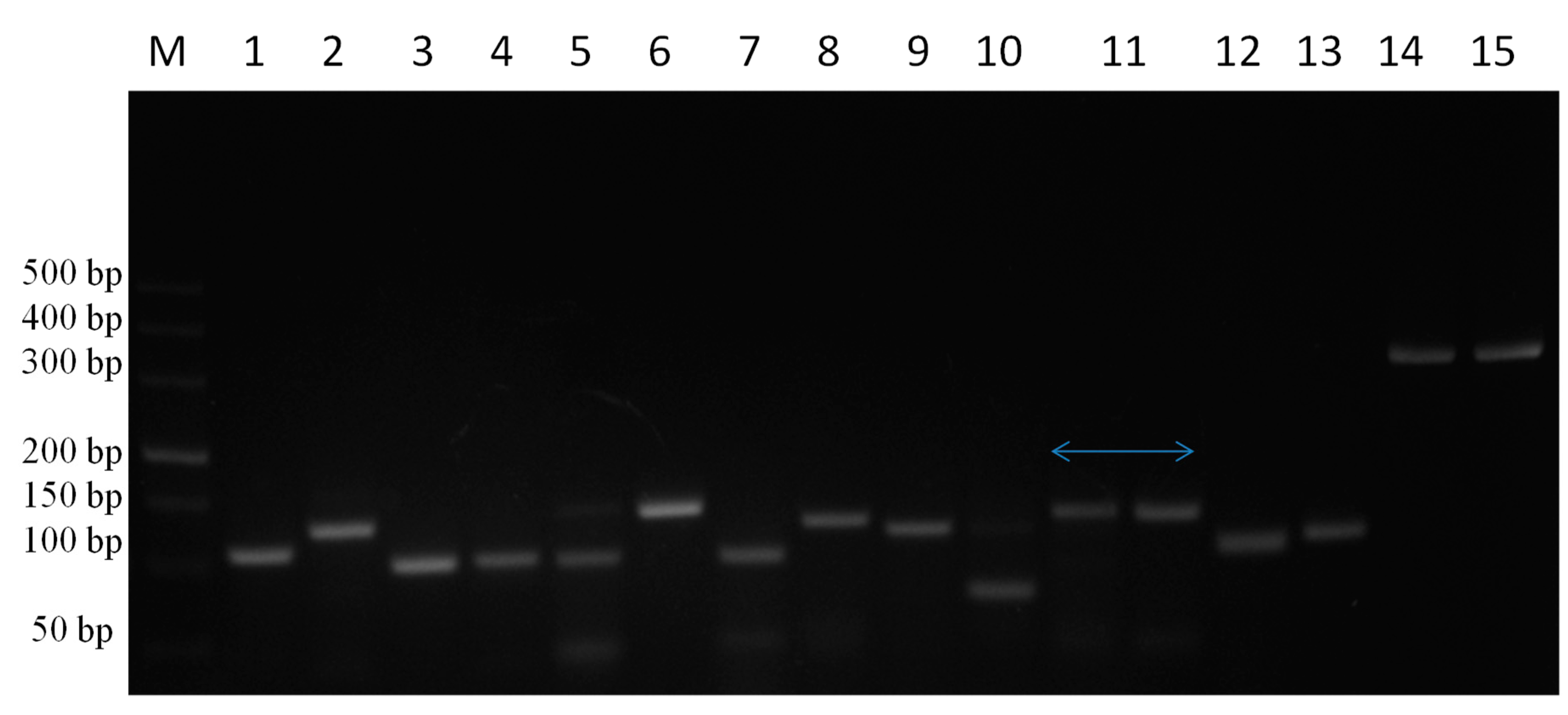 Genes 10 00329 g007 Genes 10 00329 g007