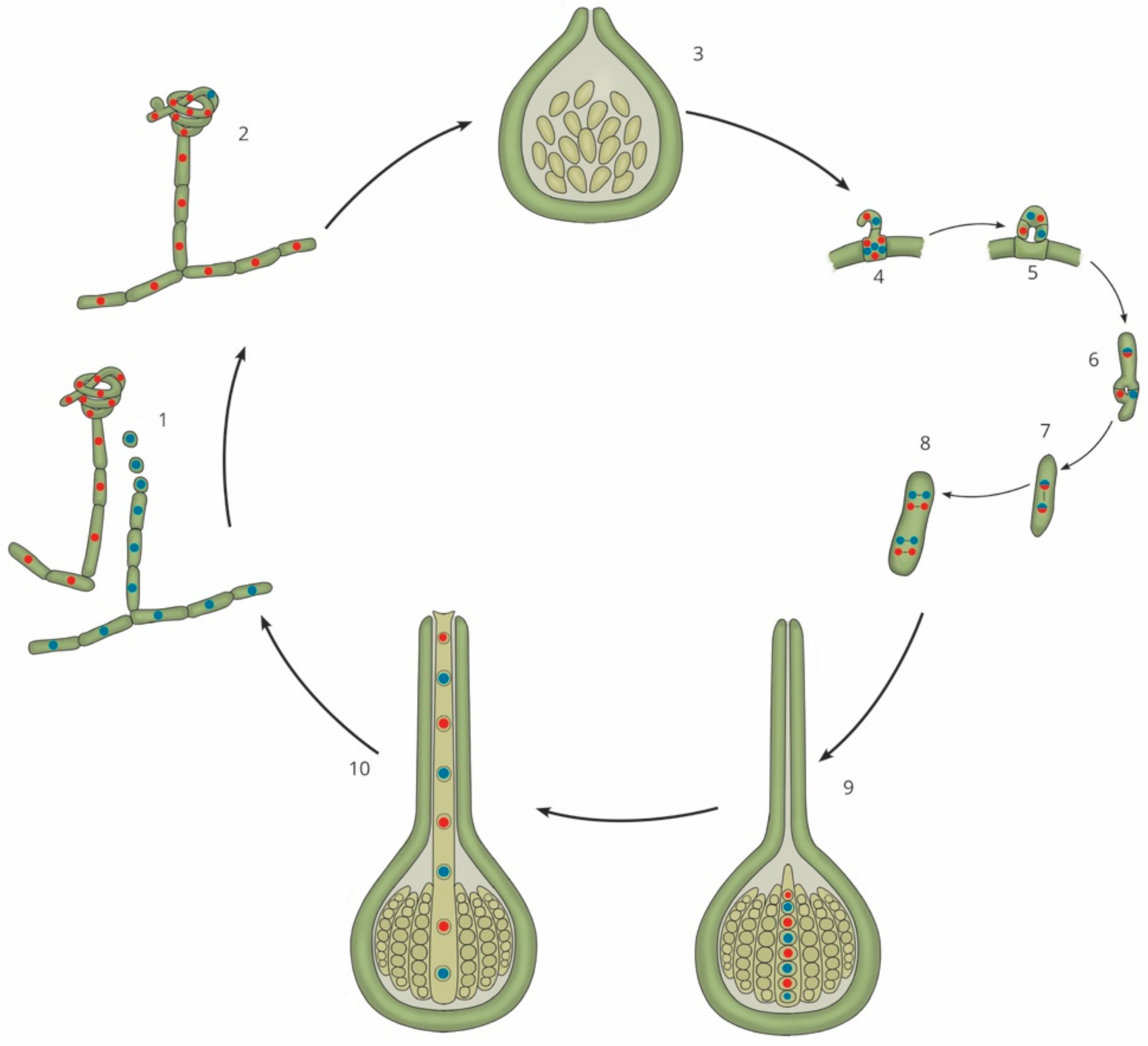 Genes 10 00330 g001 Genes 10 00330 g001