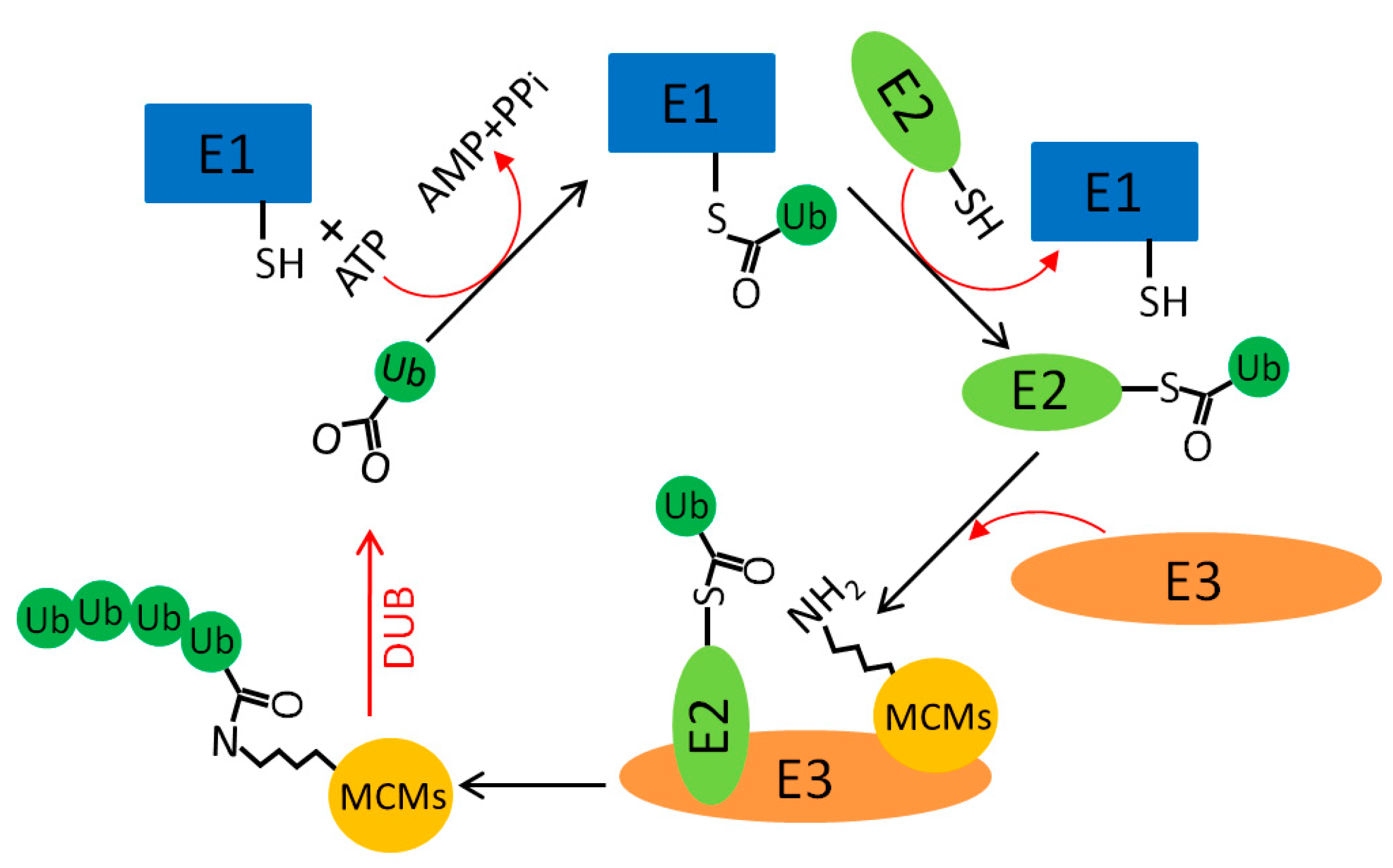 Genes 10 00331 g002
