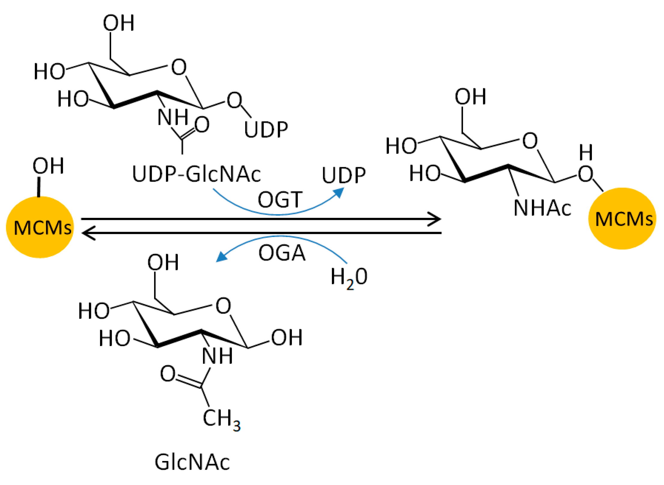 Genes 10 00331 g005