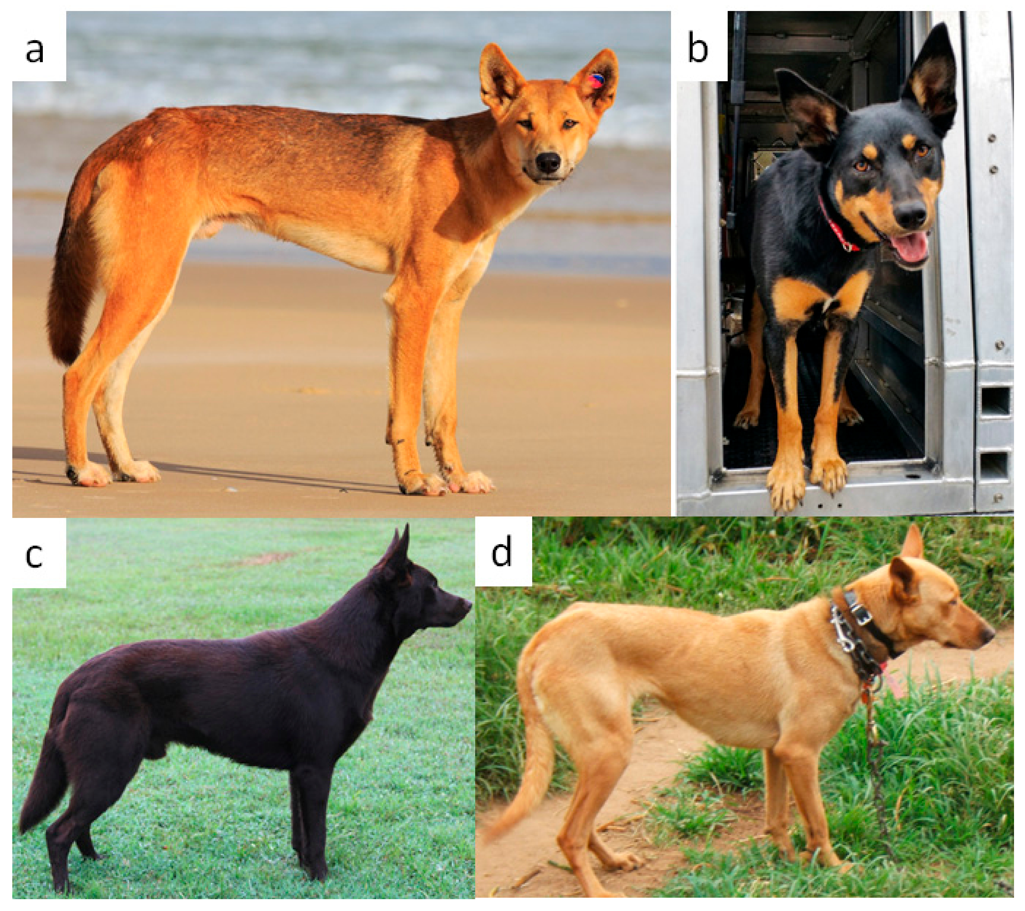 tan australian kelpie