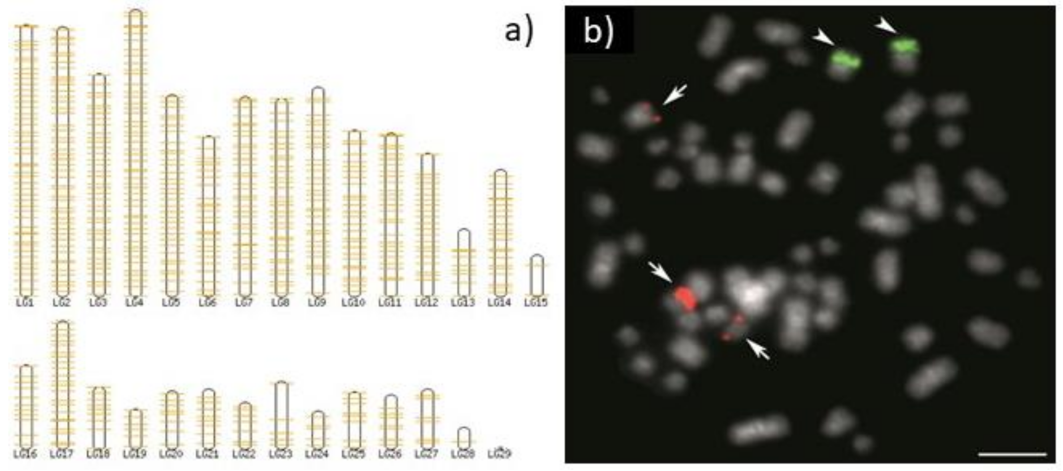 Genes 10 00345 g002