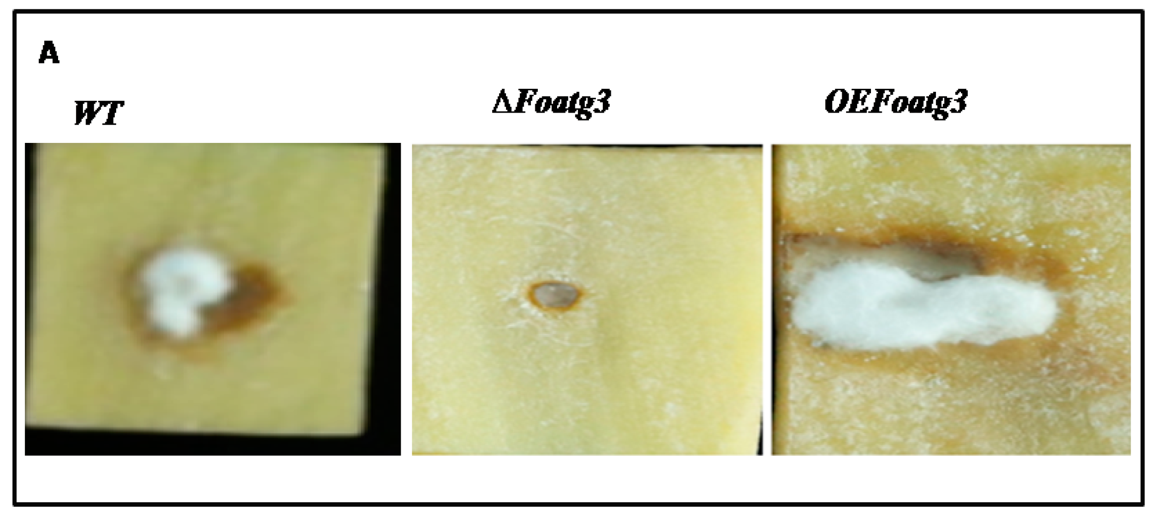 Genes 10 00365 g005a