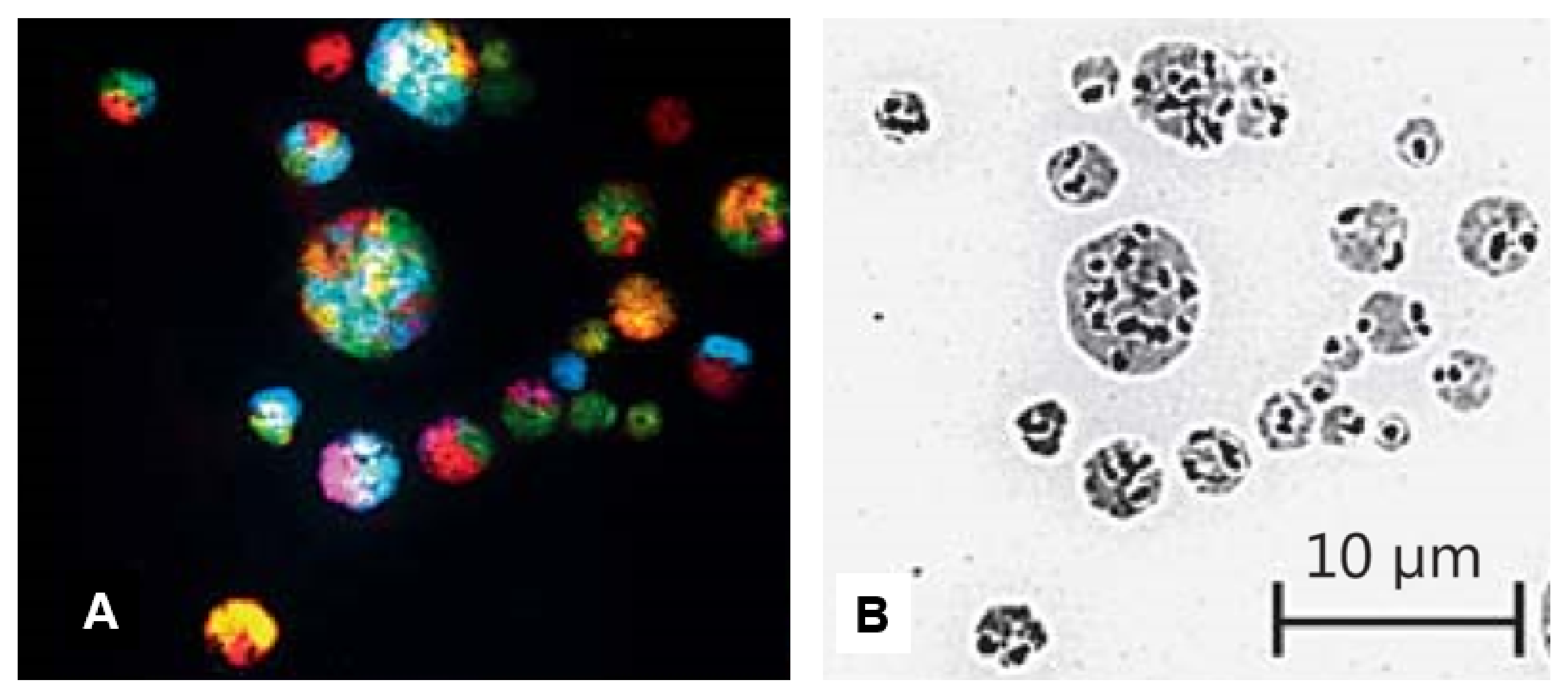 Genes 10 00366 g003 Genes 10 00366 g003