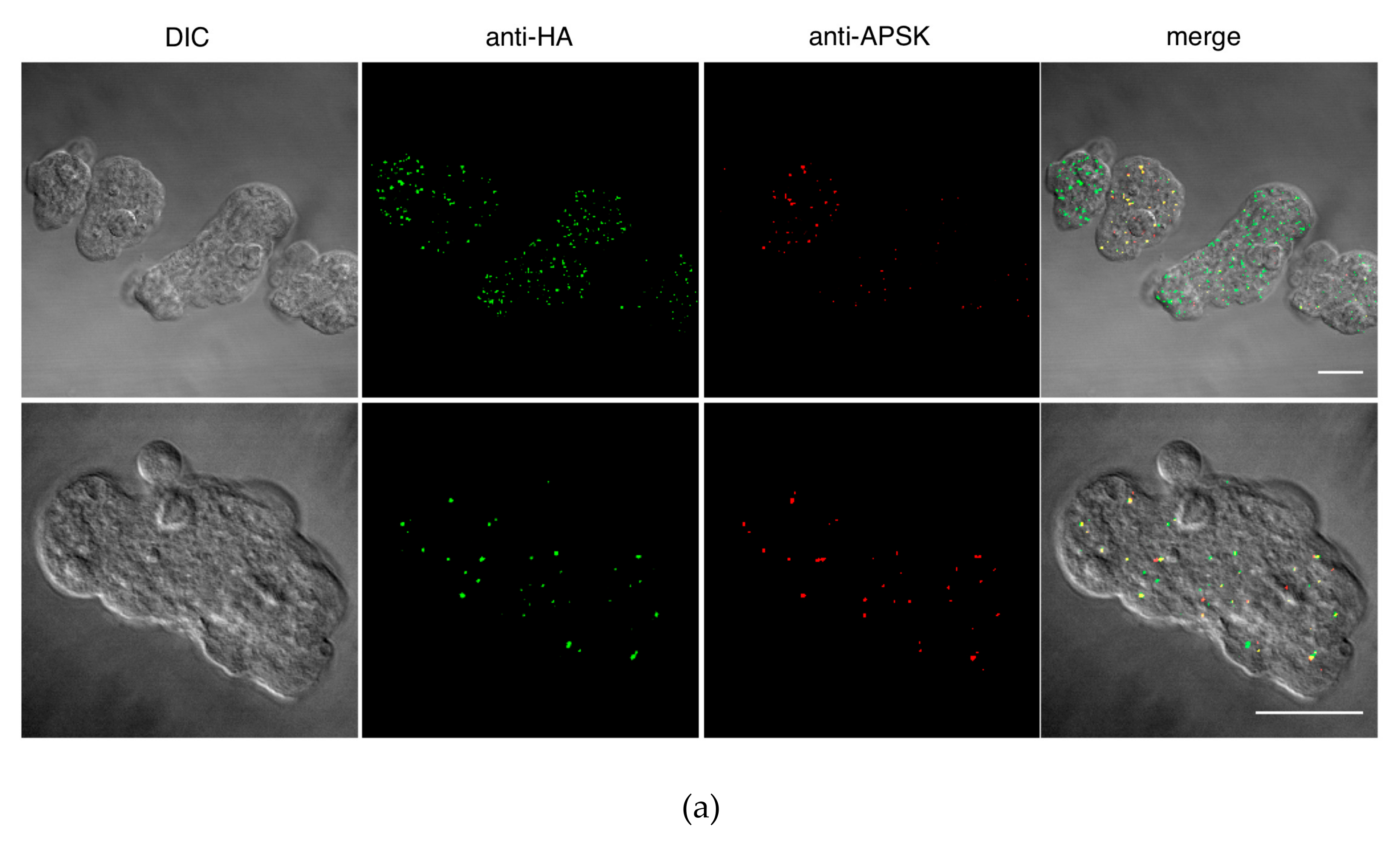 Genes 10 00367 g002a