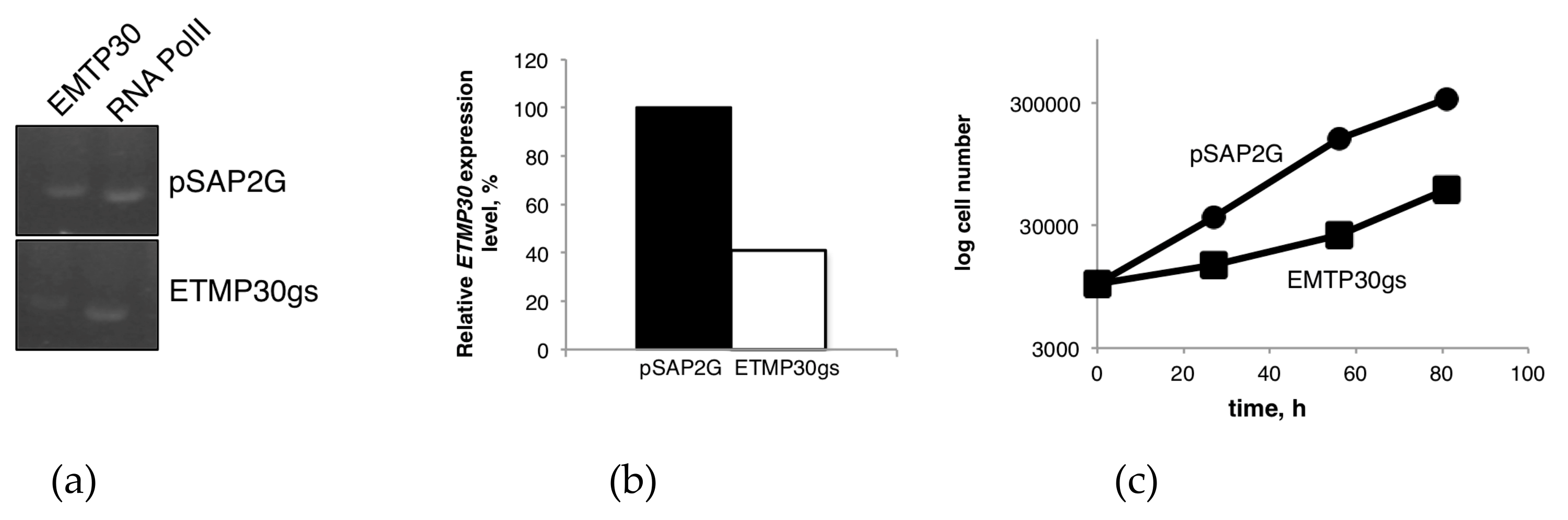 Genes 10 00367 g004a