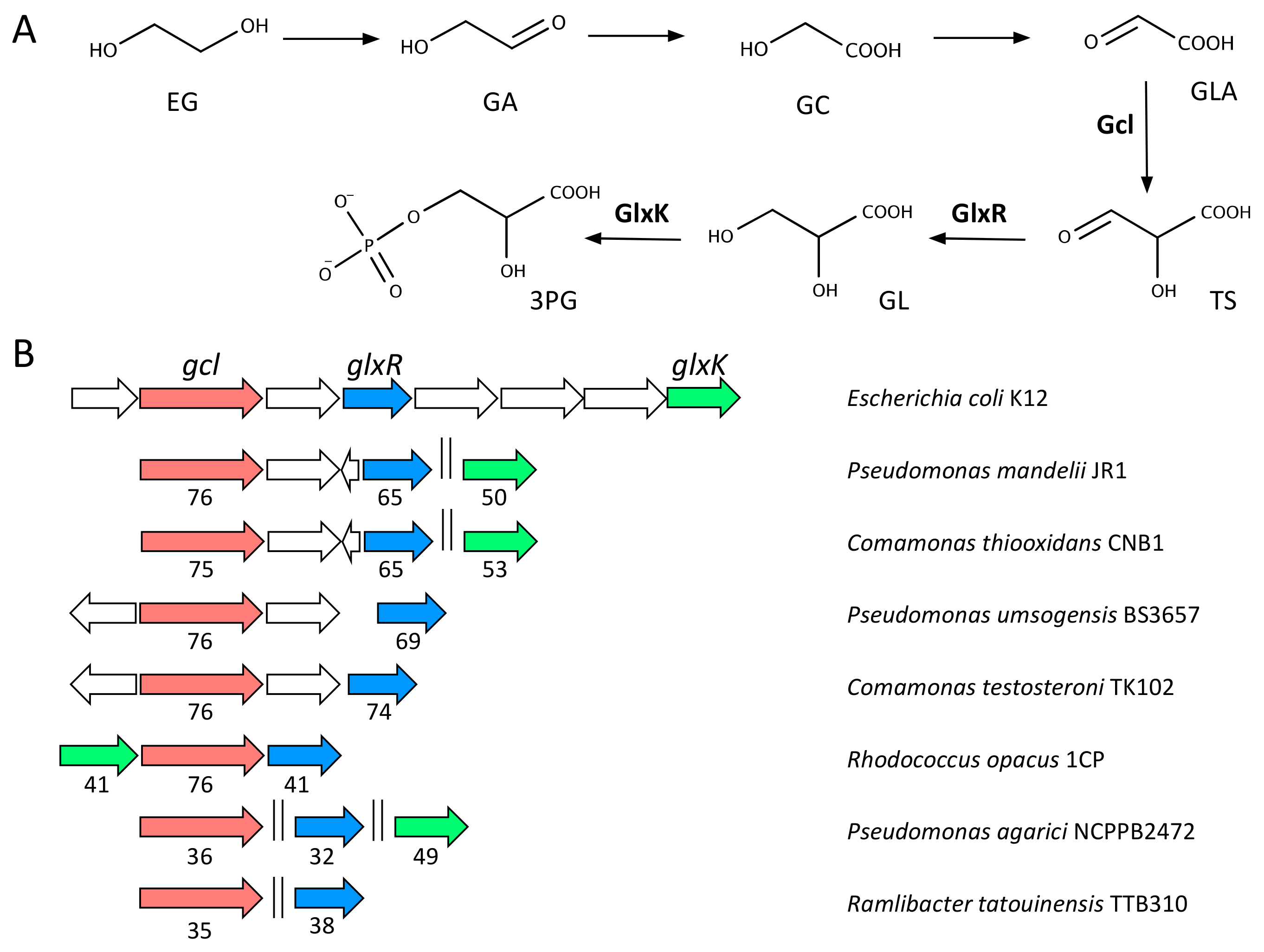 Genes 10 00373 g004