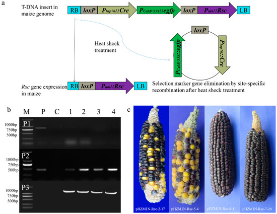 Construction of Marker-Free Genetically Modified Maize Using