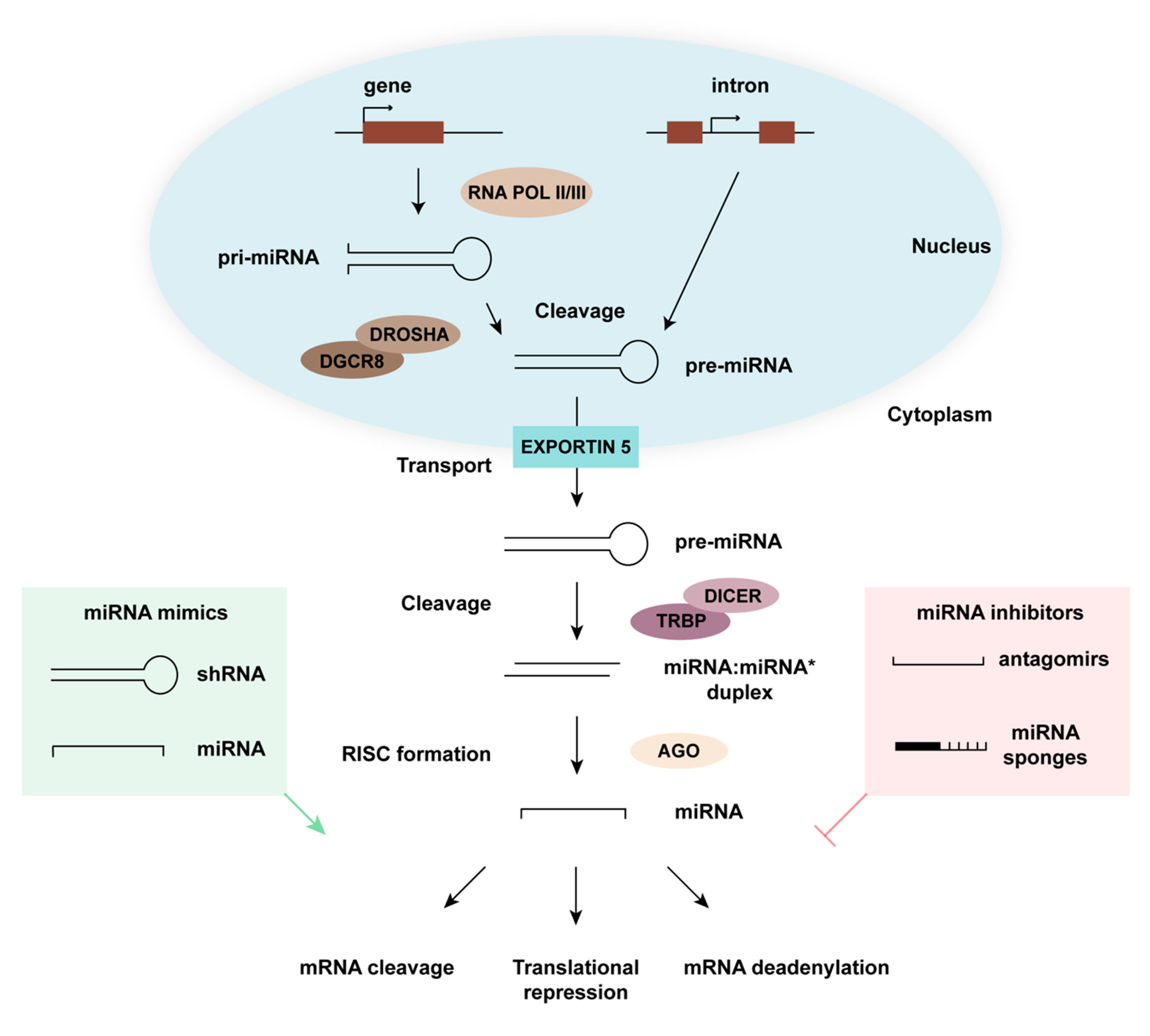 Genes 10 00377 g001 Genes 10 00377 g001