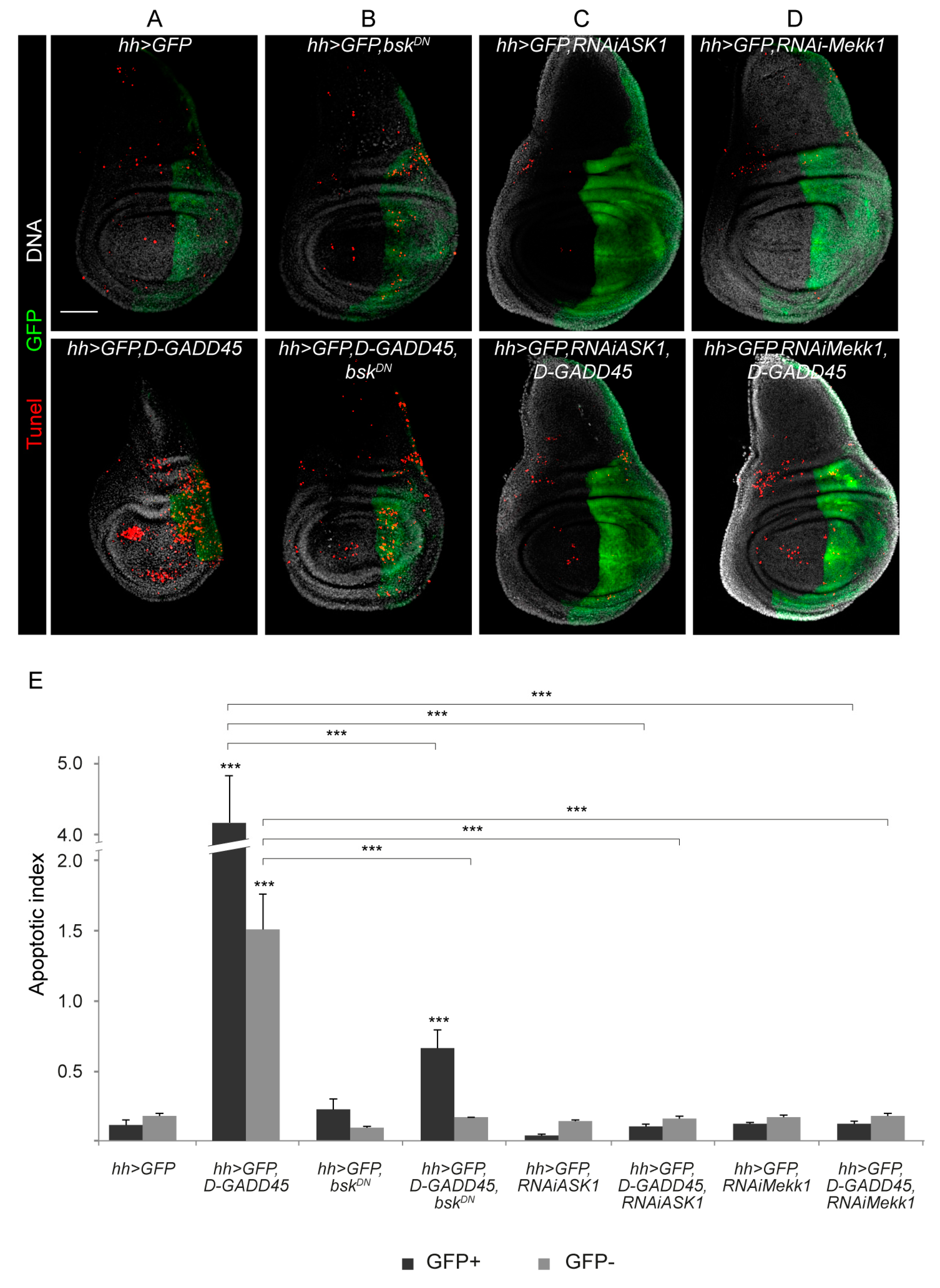 Genes 10 00378 g001 Genes 10 00378 g001