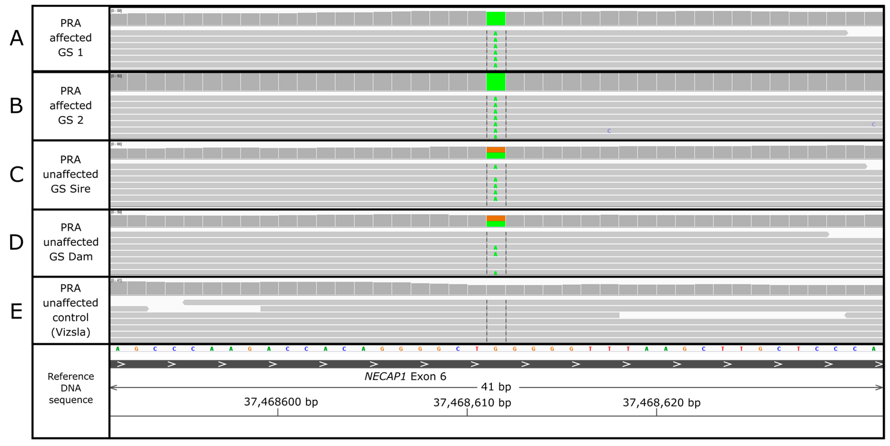 Genes | Free Full-Text | Whole Genome Sequencing of Giant