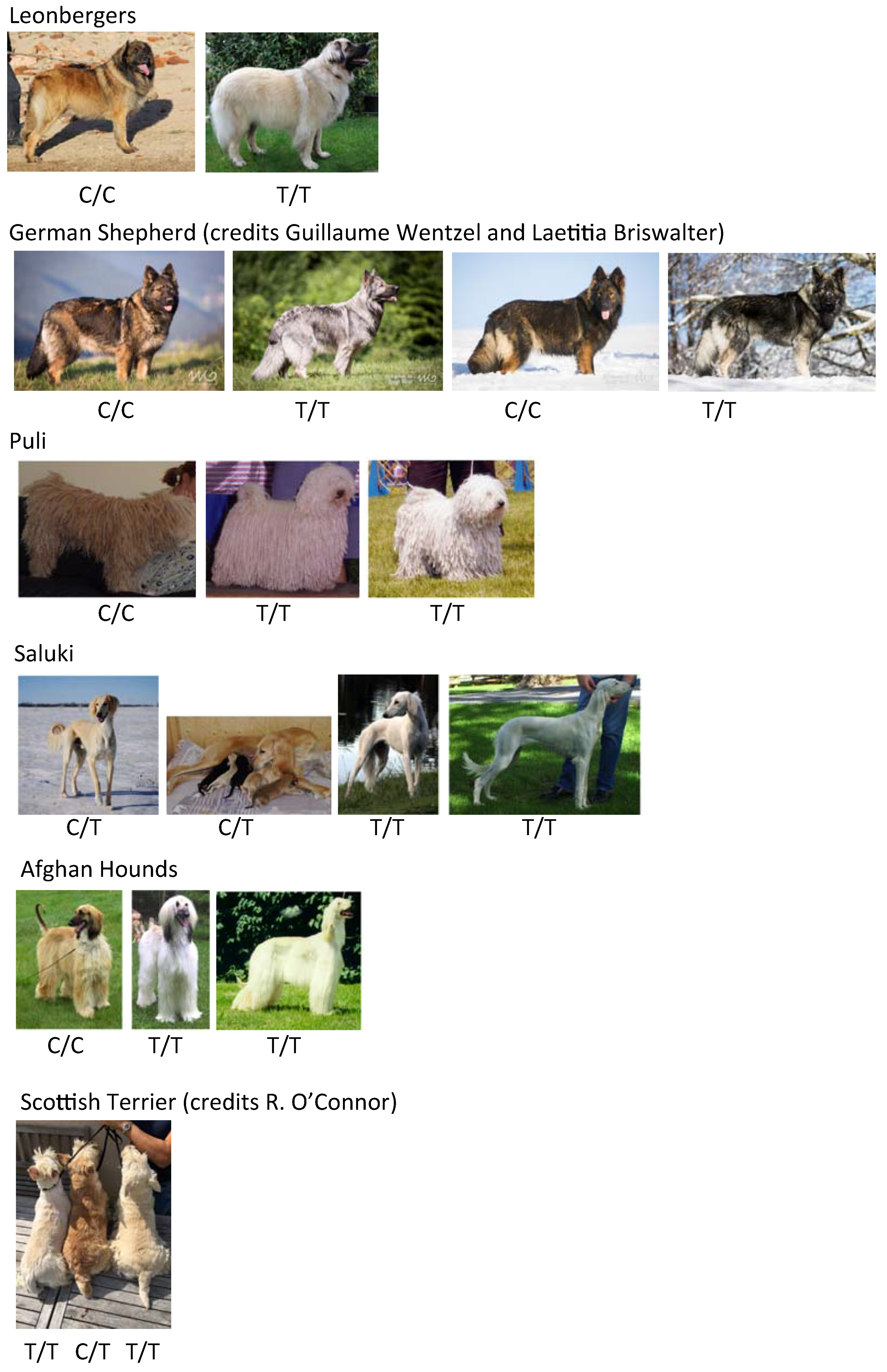 Genes Free FullText Identification of a Missense Variant in MFSD12