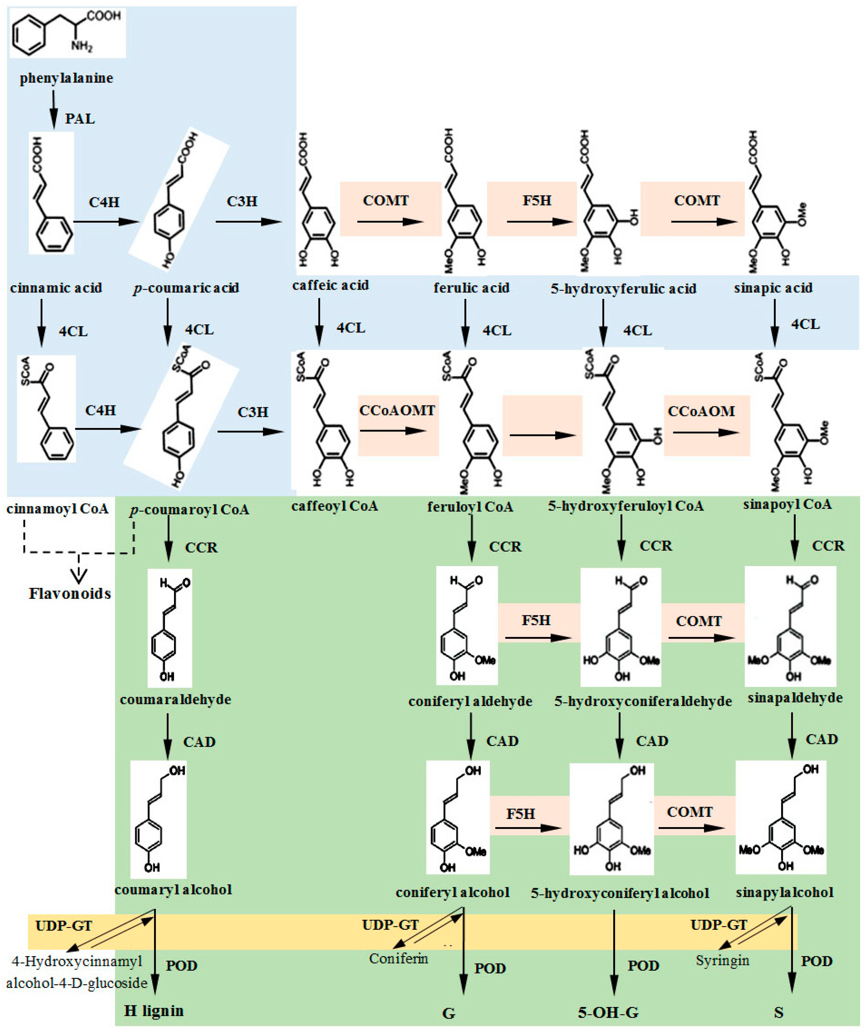 Genes 10 00389 g001 550