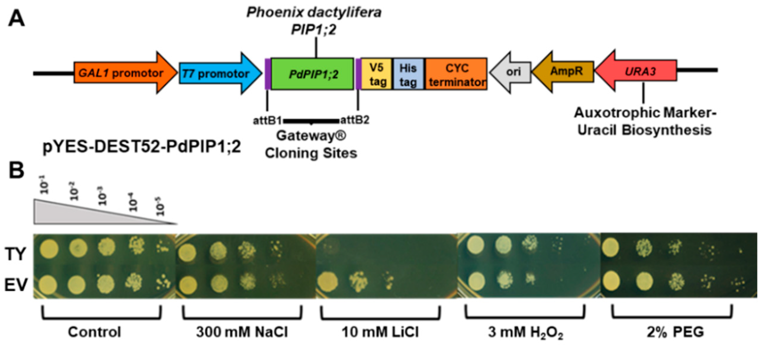 Genes 10 00390 g005 Genes 10 00390 g005