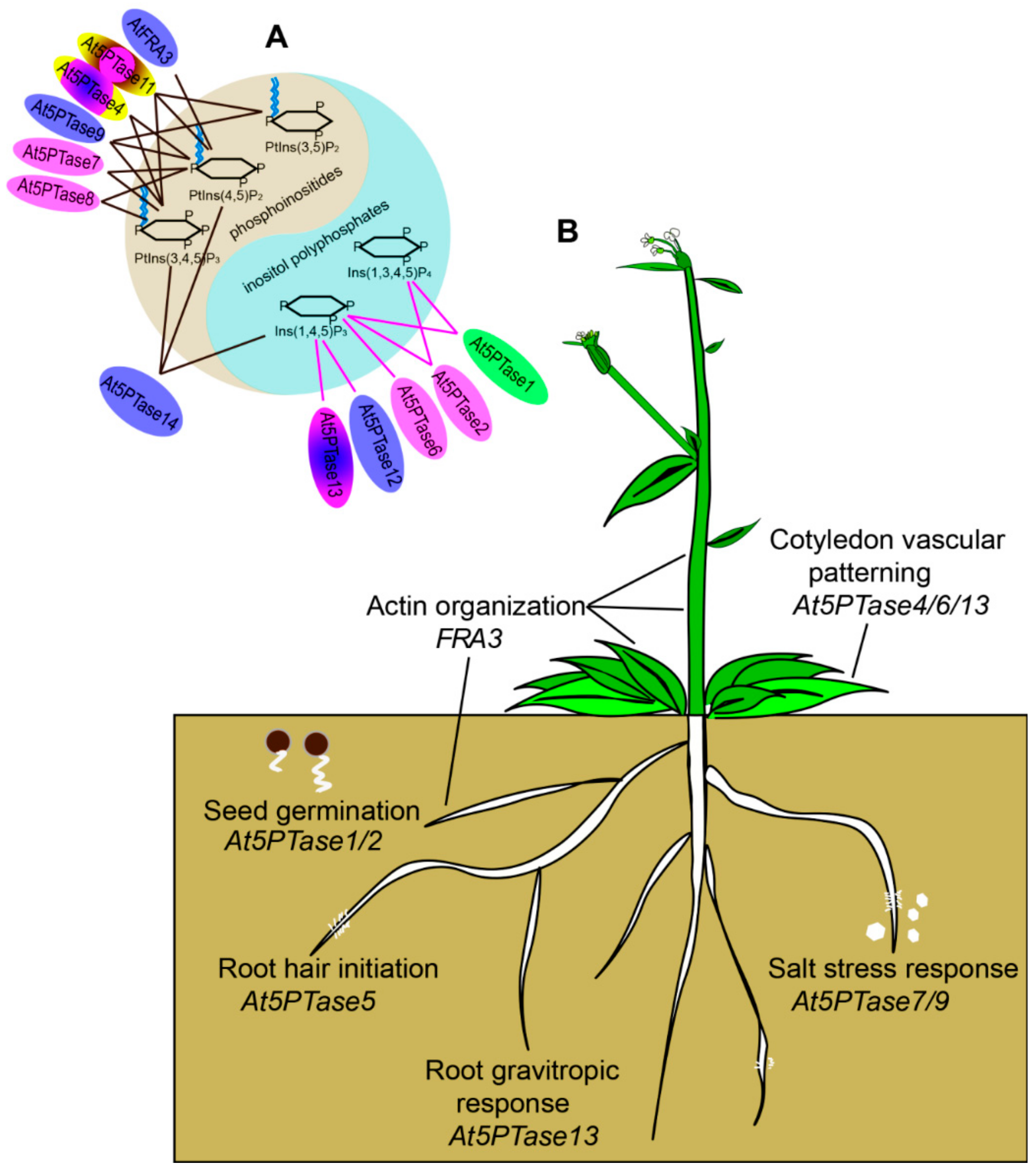 Genes 10 00393 g008 Genes 10 00393 g008