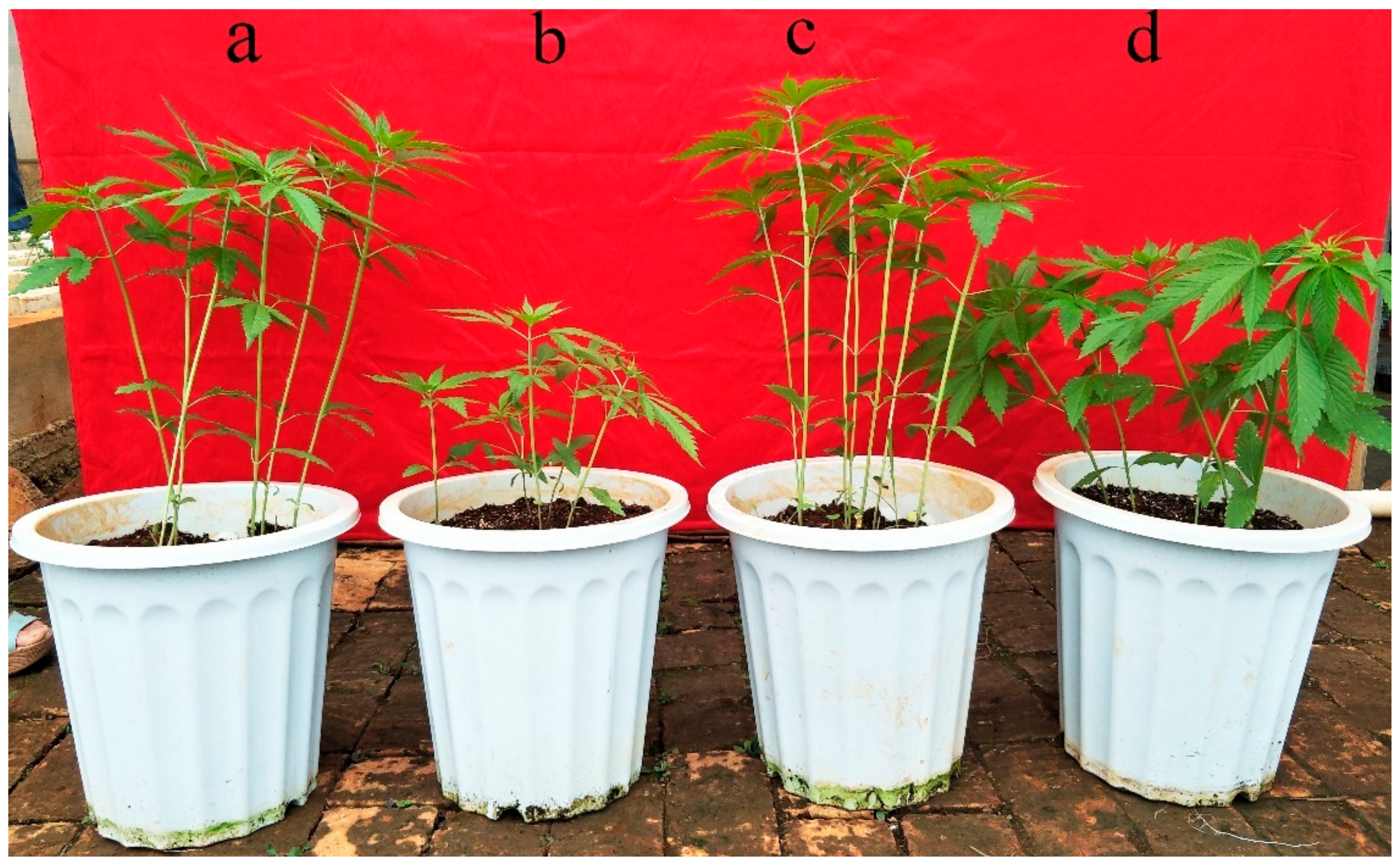 Genes 10 00396 g001 Genes 10 00396 g001