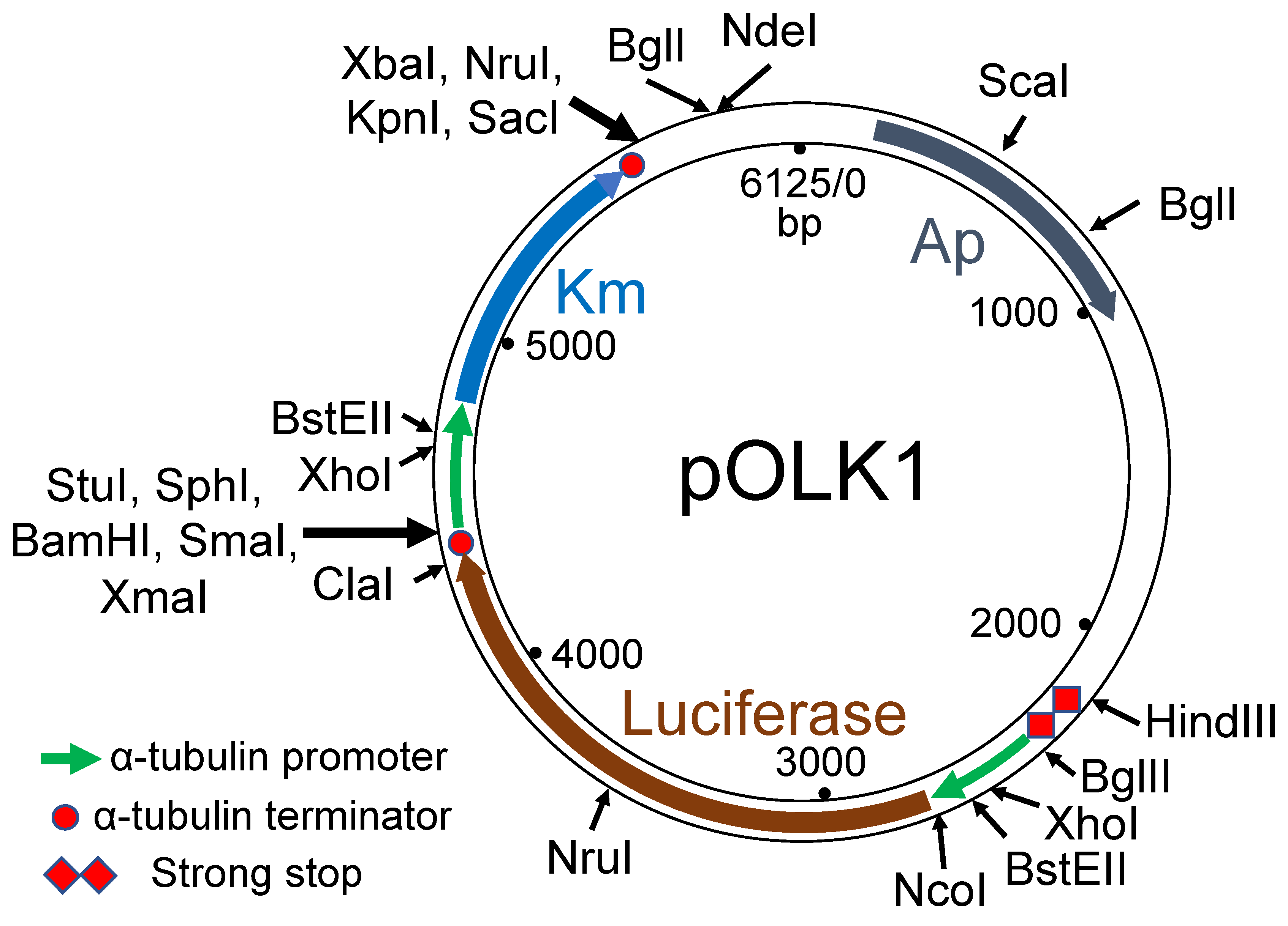 Genes 10 00399 g001 Genes 10 00399 g001