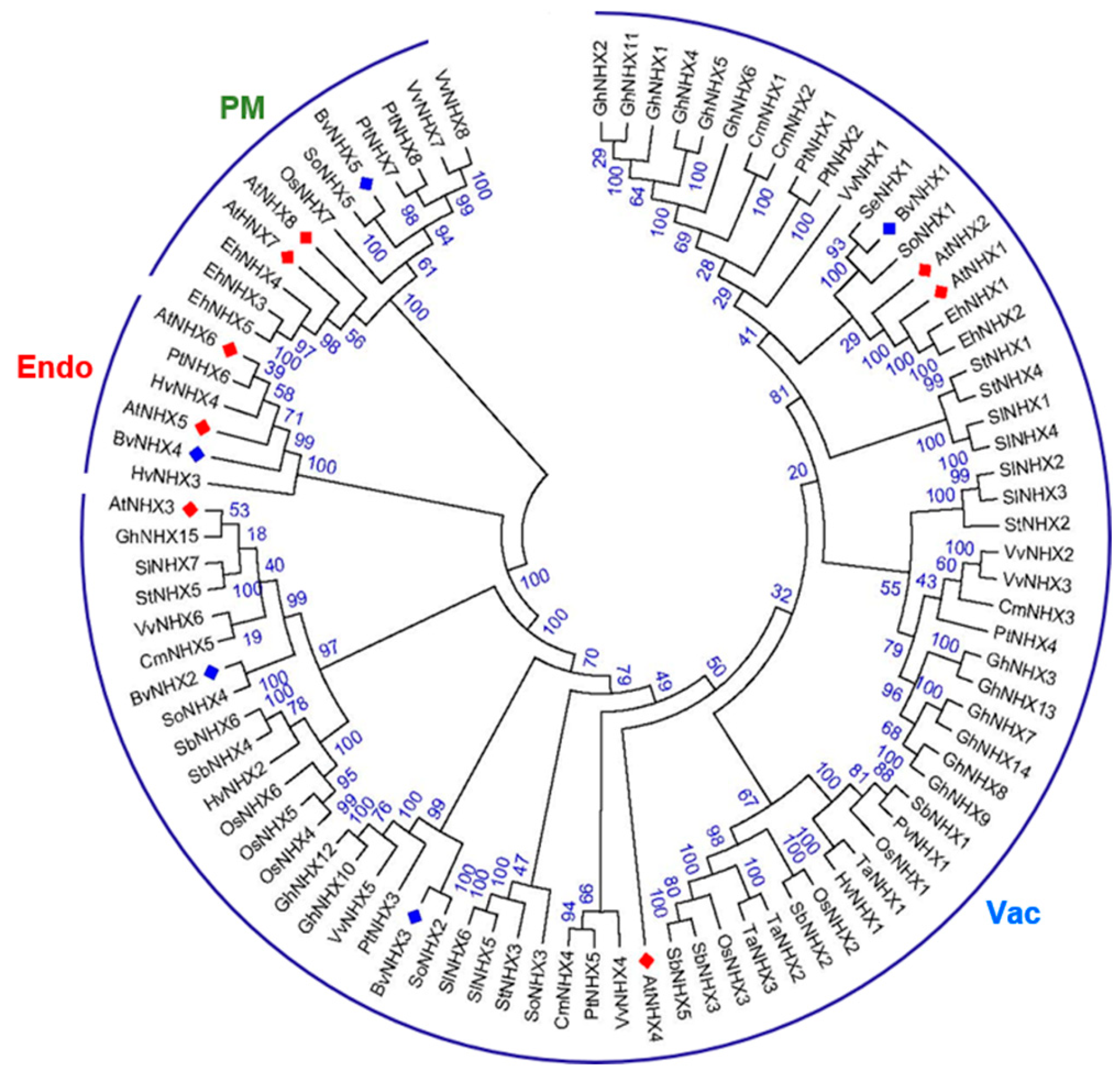 Genes Free Full Text Genome Wide Identification Of Na H Antiporter Nhx Genes In Sugar Beet Beta Vulgaris L And Their Regulated Expression Under Salt Stress Html
