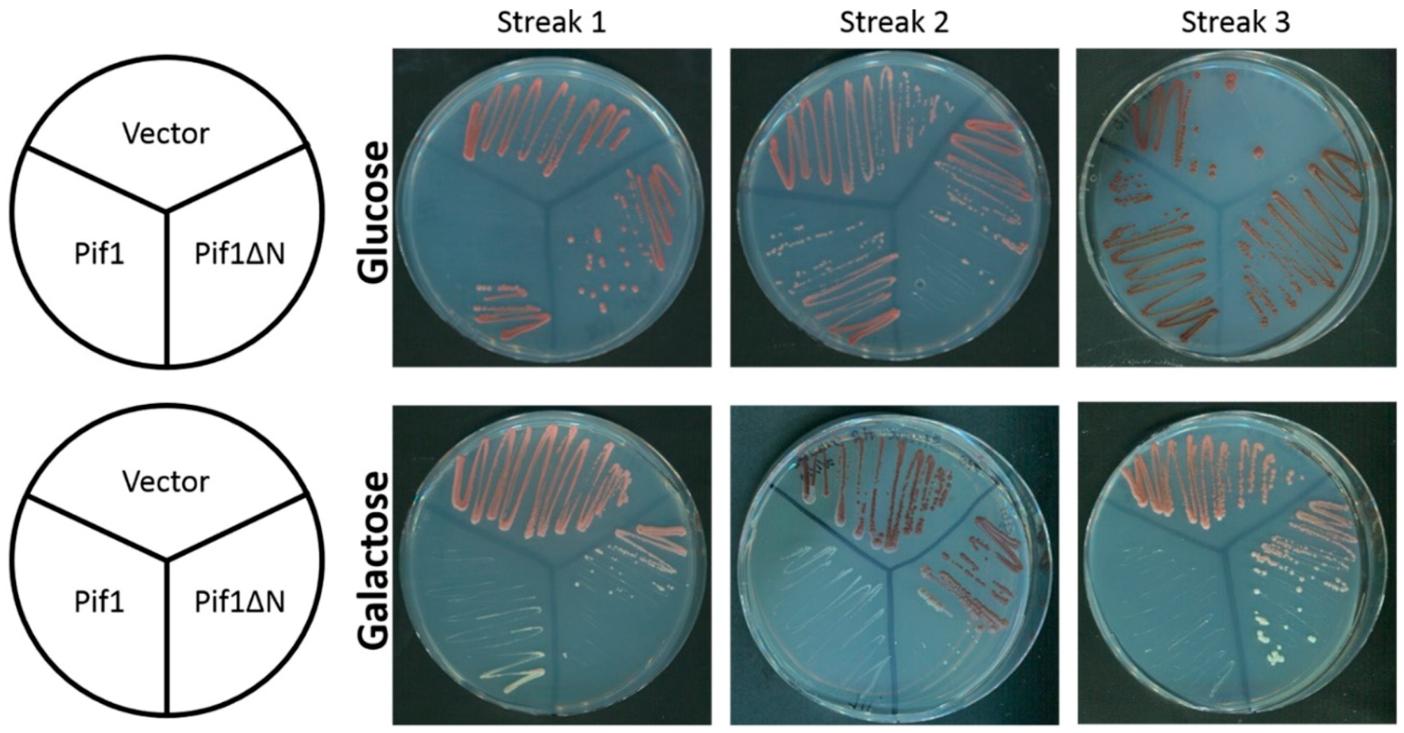 Genes 10 00411 g003 Genes 10 00411 g003