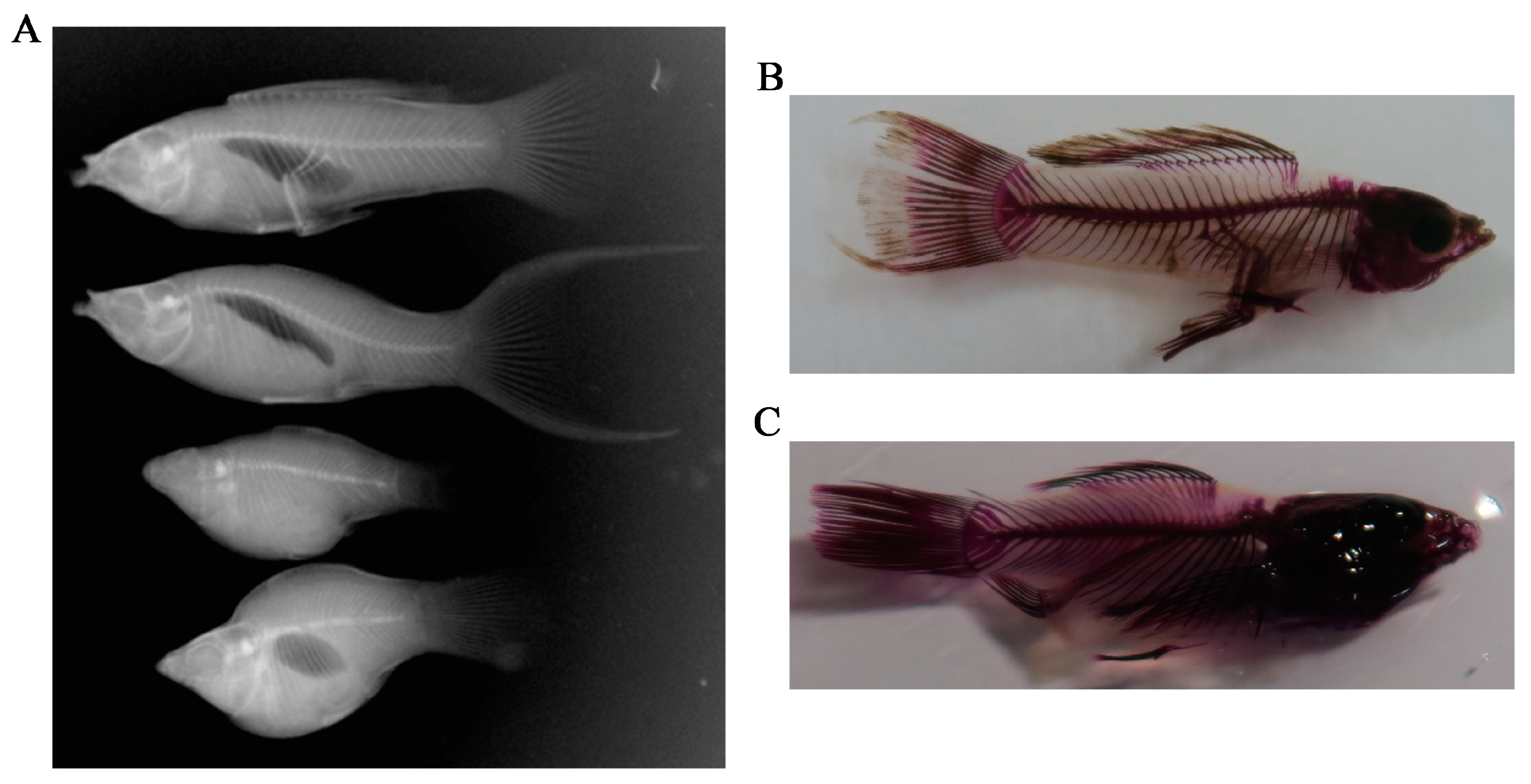Genes 10 00418 g002