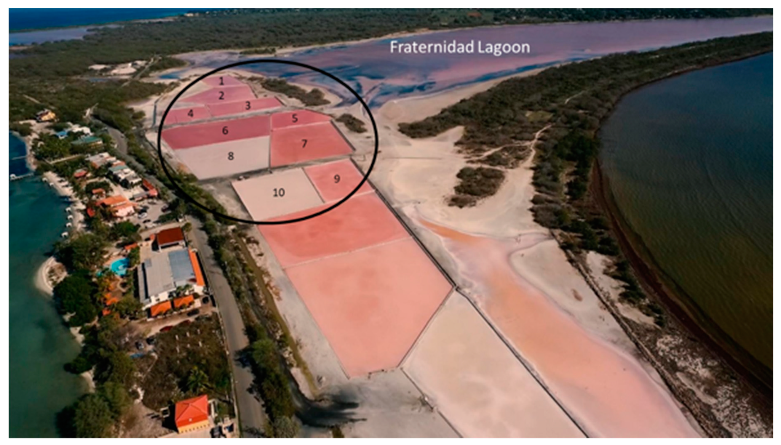 Genes 10 00422 g001 Genes 10 00422 g001