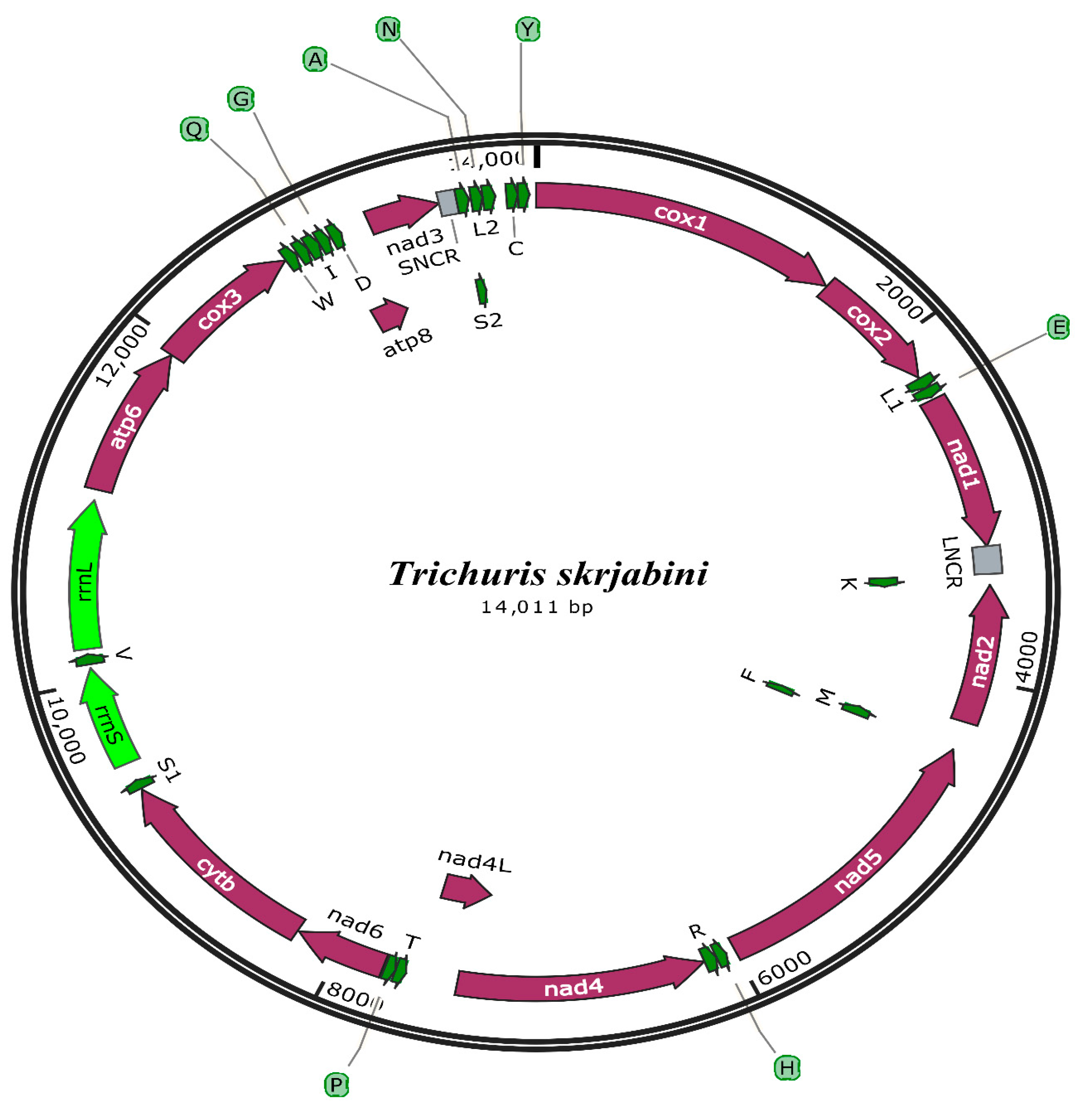 Genes 10 00438 g001