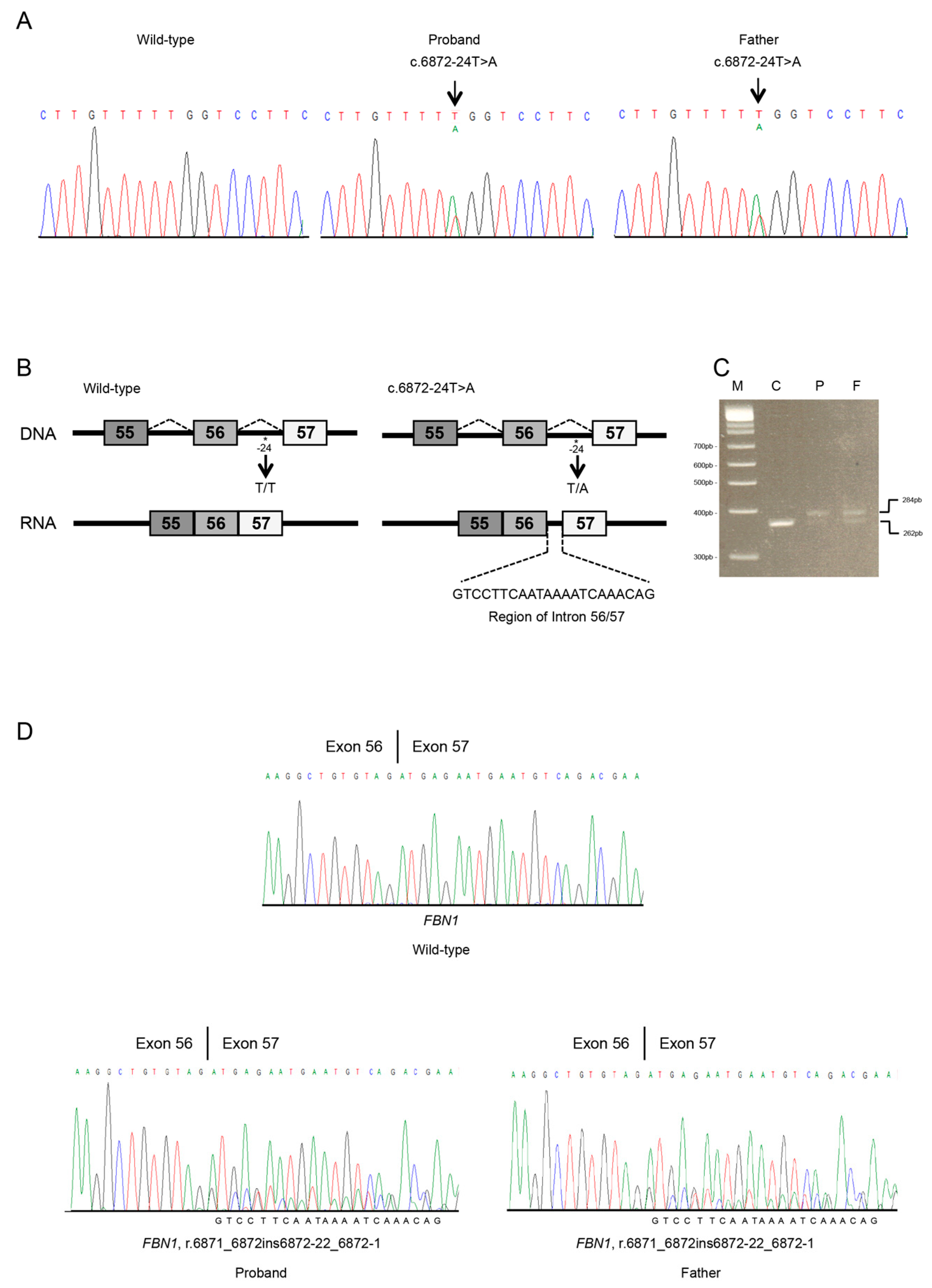 Genes 10 00442 g002 Genes 10 00442 g002