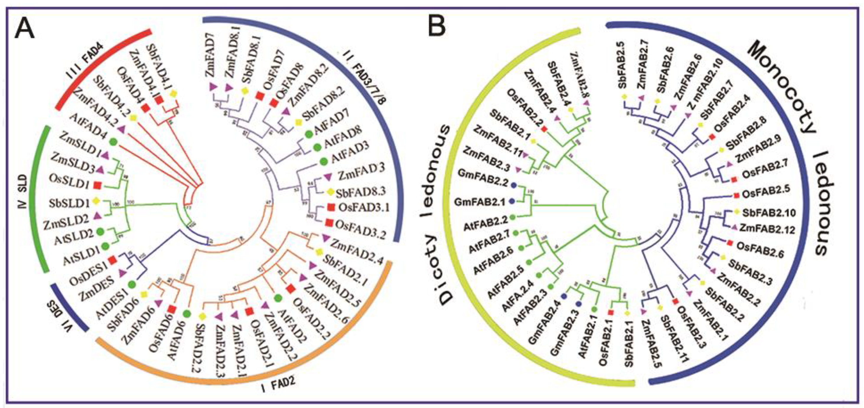 Genes 10 00445 g001