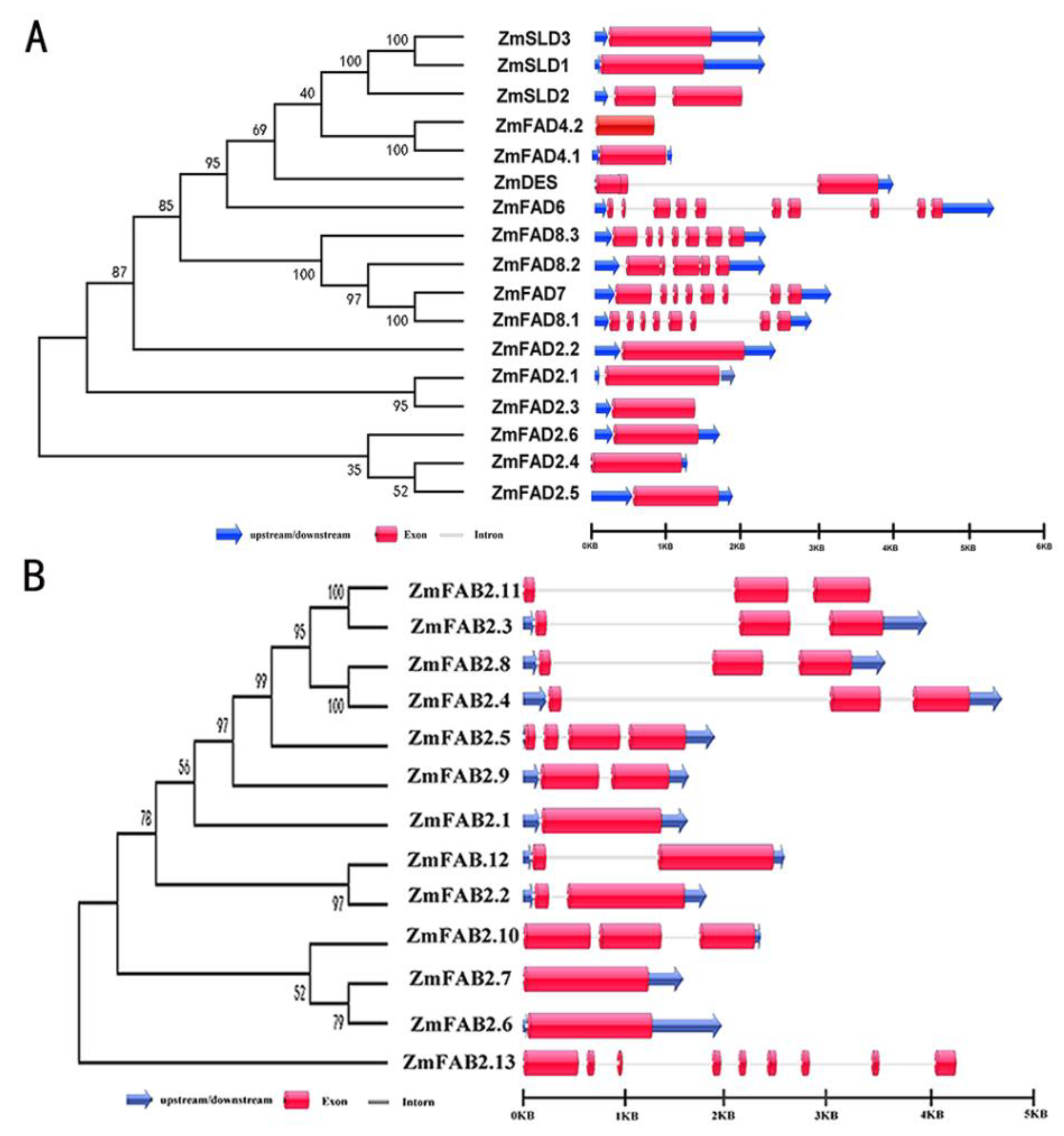 Genes 10 00445 g002