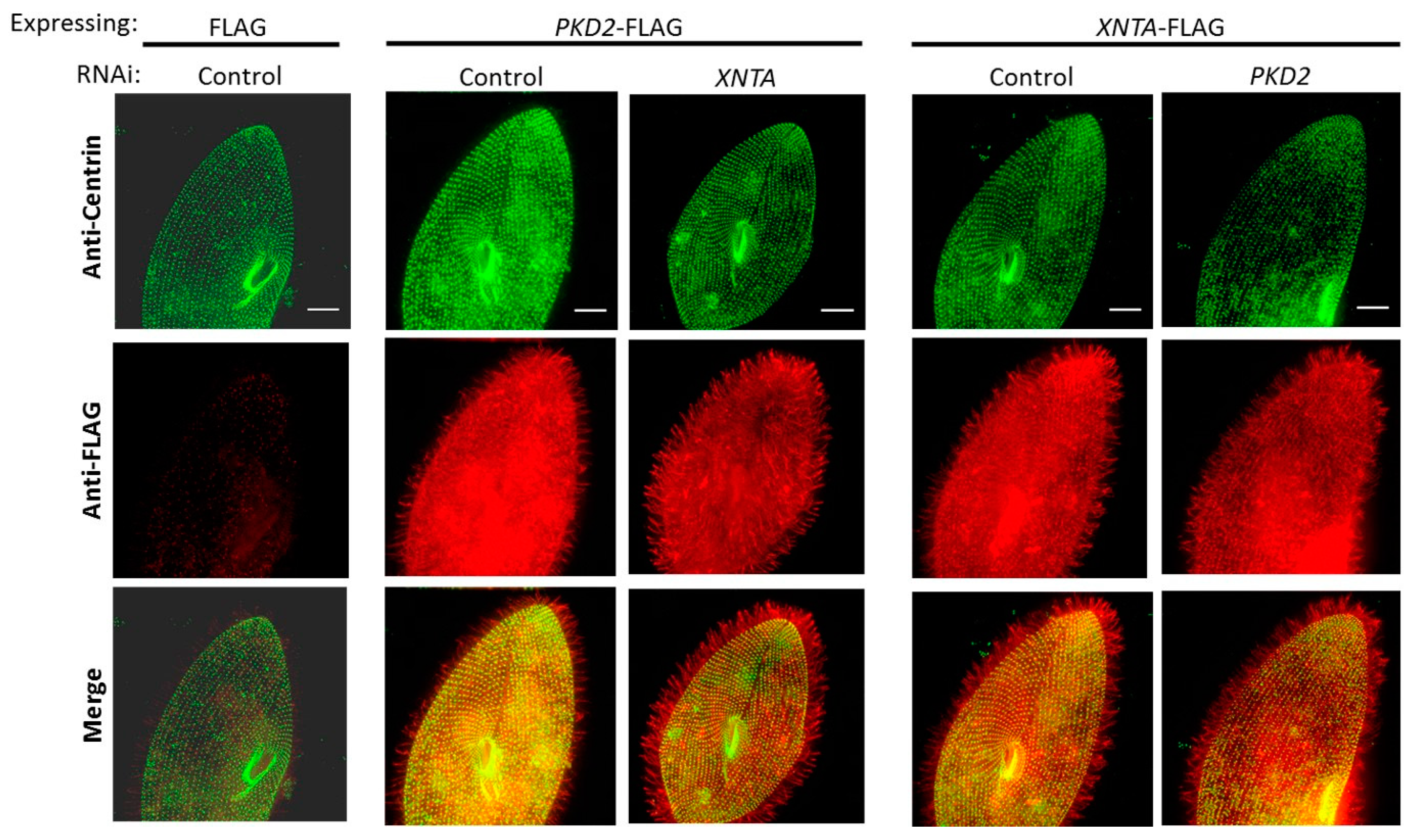 Genes 10 00455 g002 Genes 10 00455 g002