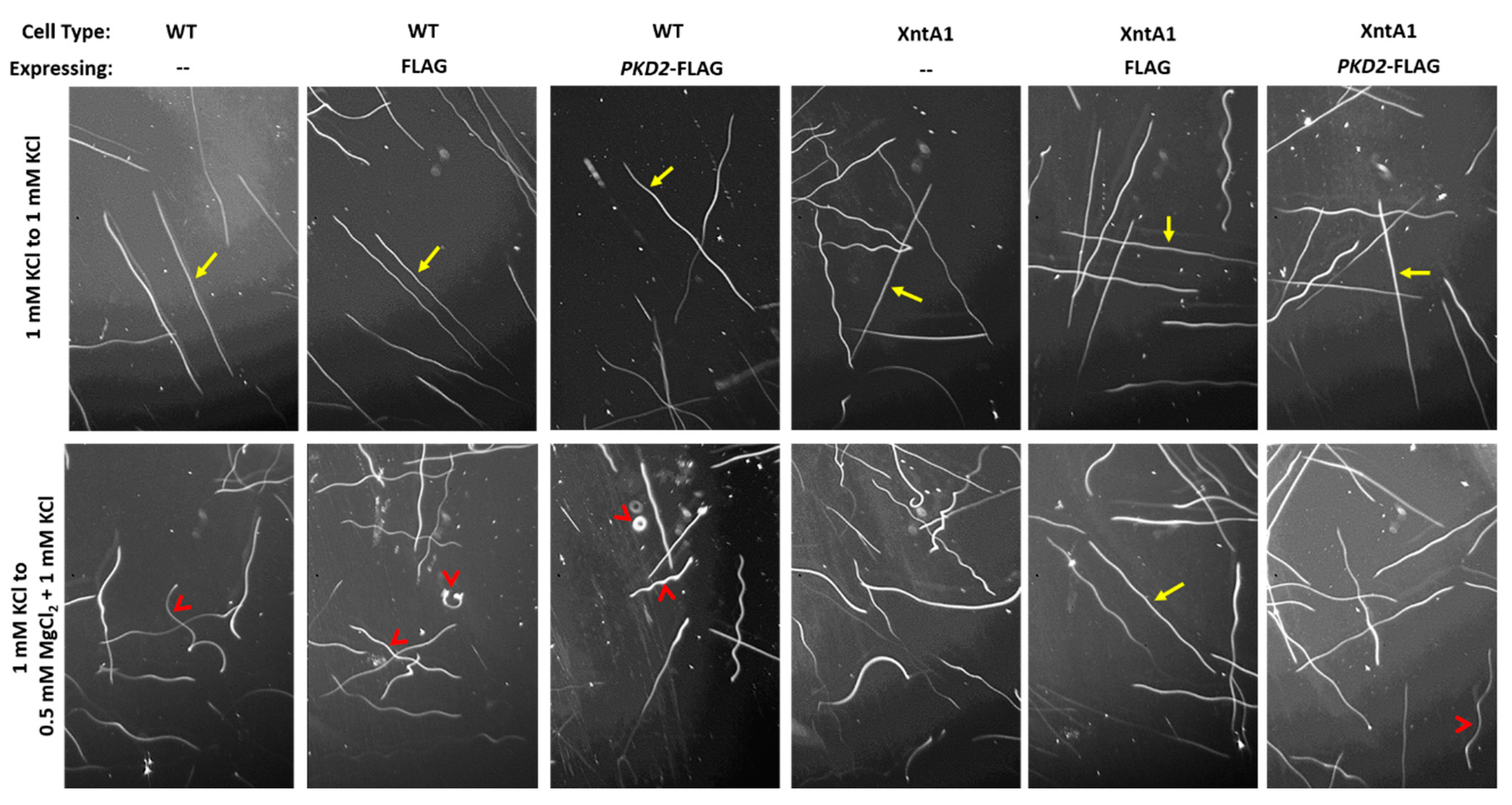 Genes 10 00455 g007 Genes 10 00455 g007